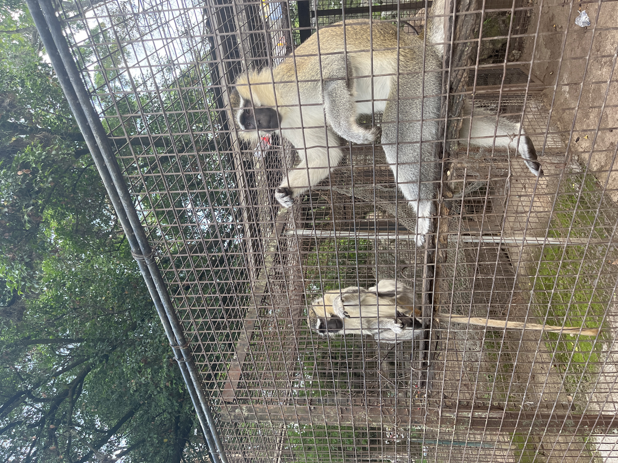 An adult monkey with light-colored fur and a dark face sits on a wooden perch inside a metal cage at the Jos Wildlife Park in Jos, Nigeria. The monkey is looking to its left, with its right hand raised. Another monkey, also with light fur and a dark face, sits on a wooden pole in the background, looking to its right. The cage is made of wire mesh and has metal bars. Outside the cage, trees with green leaves are visible. The ground inside the cage is covered with dirt and some patchy green moss. The overall environment appears to be an outdoor enclosure at a zoo or wildlife park.