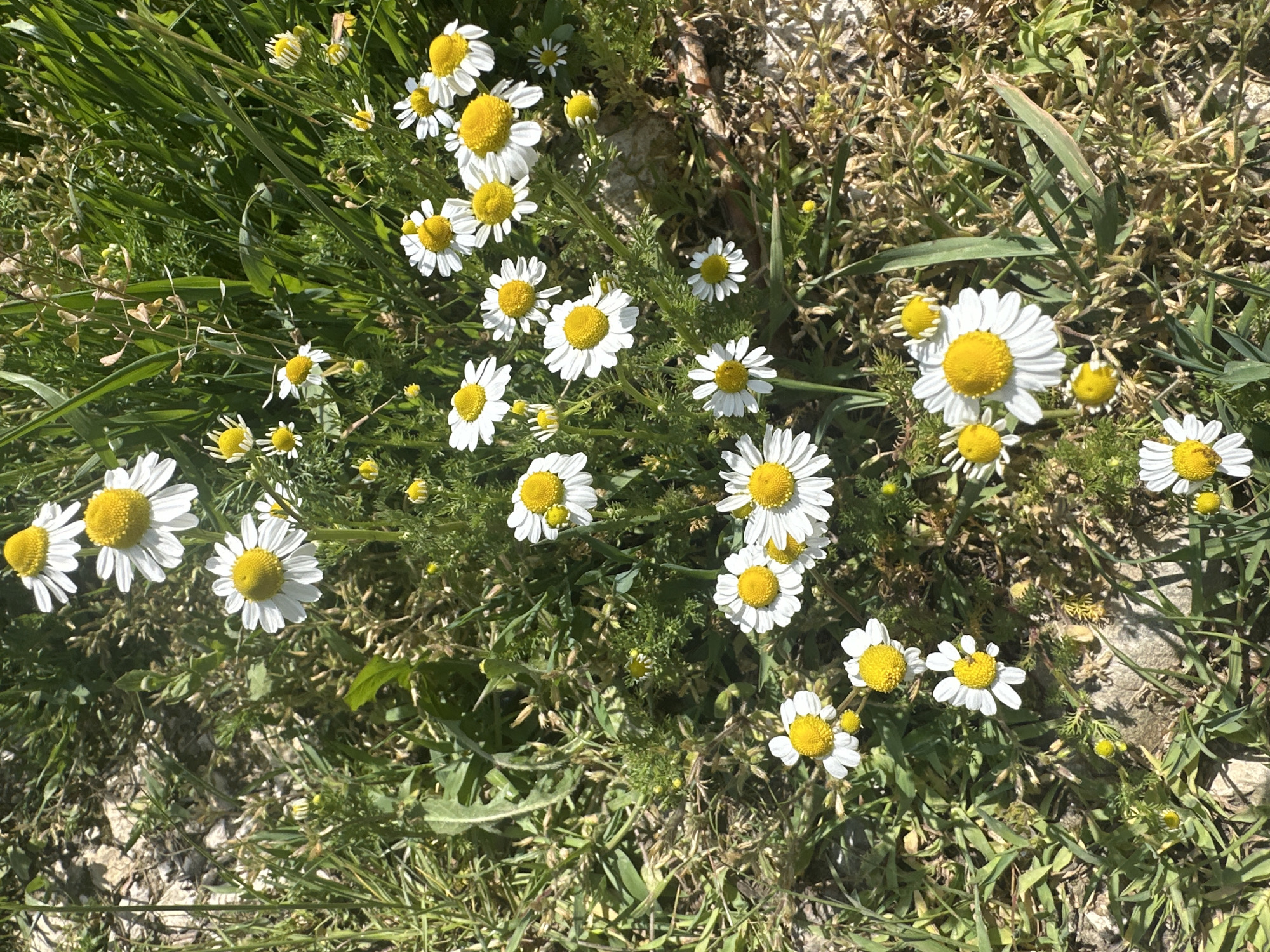 The image depicts a patch of daisies growing amongst grass and dried vegetation. The daisies have white petals and yellow centers. The scene is brightly lit, suggesting it is daytime. The location is unspecified; there is no information in the image to definitively place it in Boryana, Bulgaria. No people, specific actions, or interactions are visible. The environment appears to be a natural, uncultivated area.