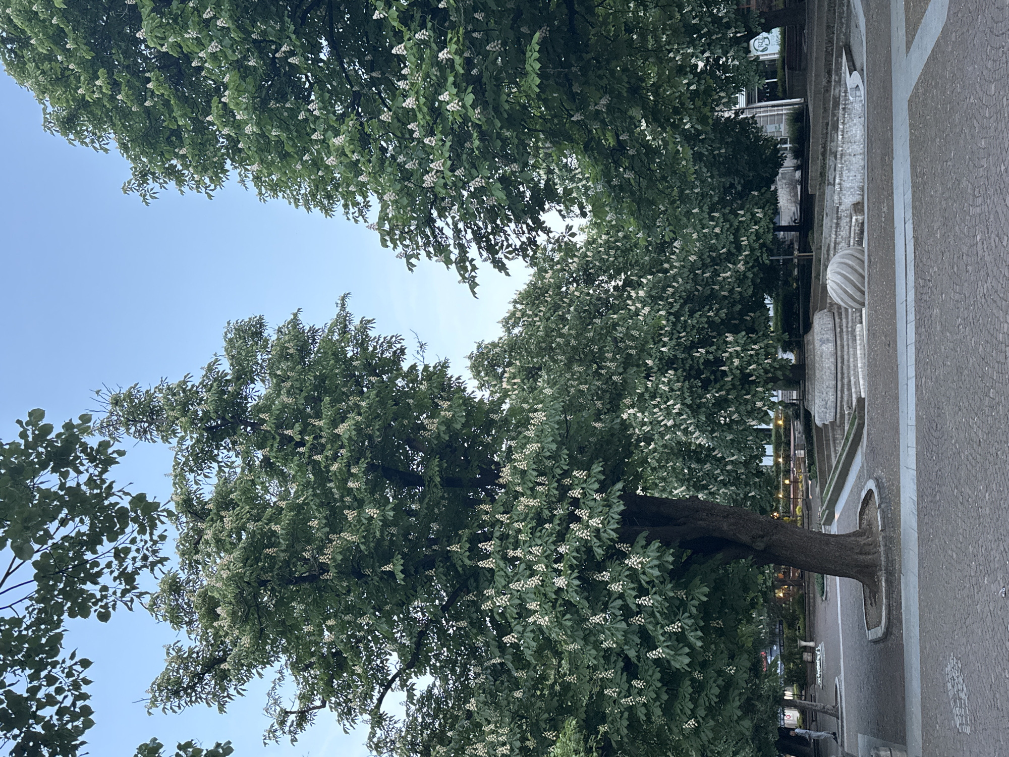 Here is a description of the image:
The image shows a view looking up at trees with white flowers in a city street, likely in Unknown. The sky is visible between the trees and is a clear, light blue. The trees are full and green with dense foliage. A paved street runs along the right side of the image, with architectural details like curbs and decorative elements. Overall, the scene suggests a serene and urban environment with trees in bloom.