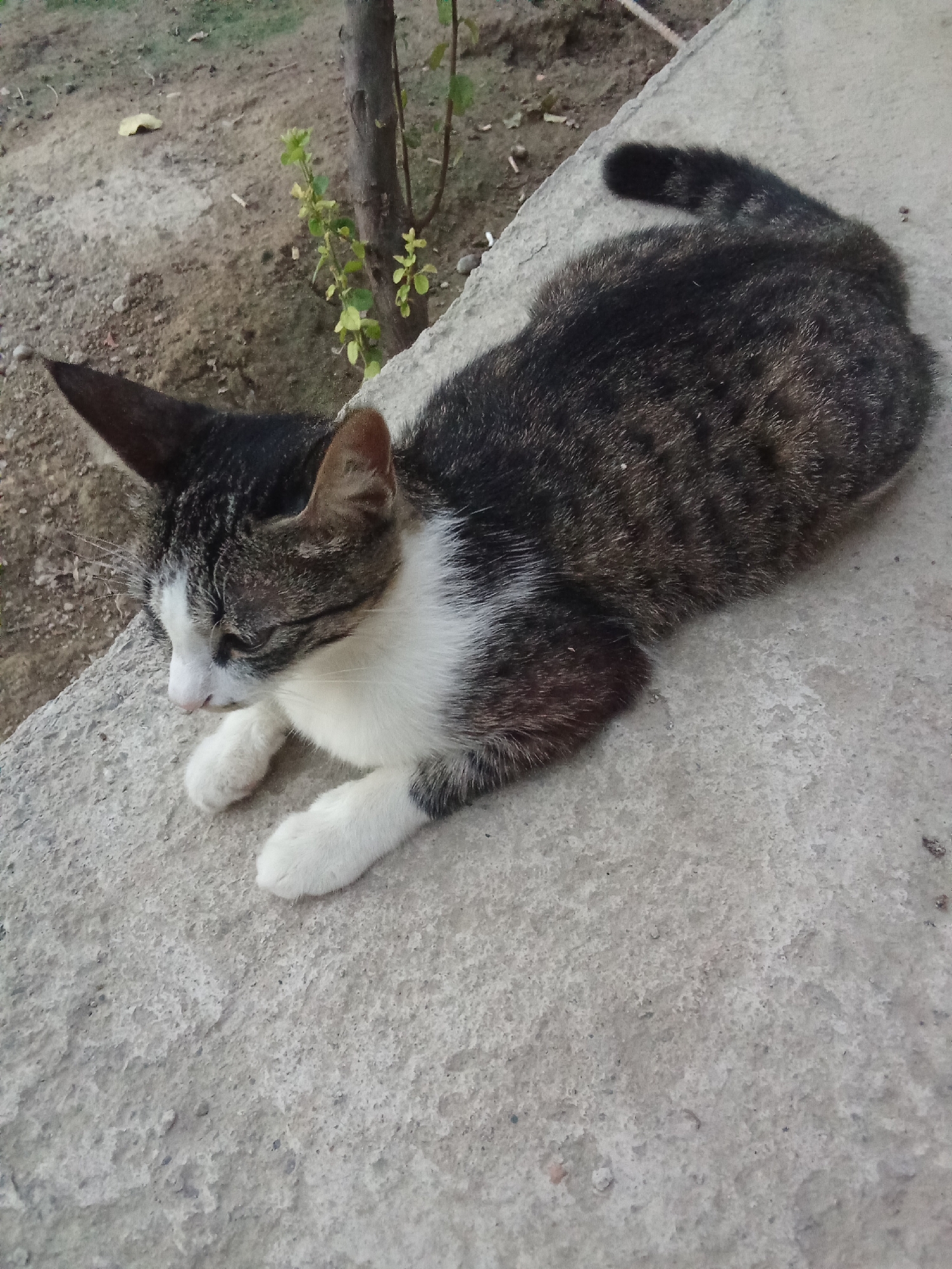 A short-haired tabby cat with white paws and chest is lying on a concrete ledge outdoors. The cat is facing left with its head down and eyes closed. The background consists of dirt, a tree trunk with green leaves, and more concrete. The image appears to be taken at ground level in Fergana City, Uzbekistan.