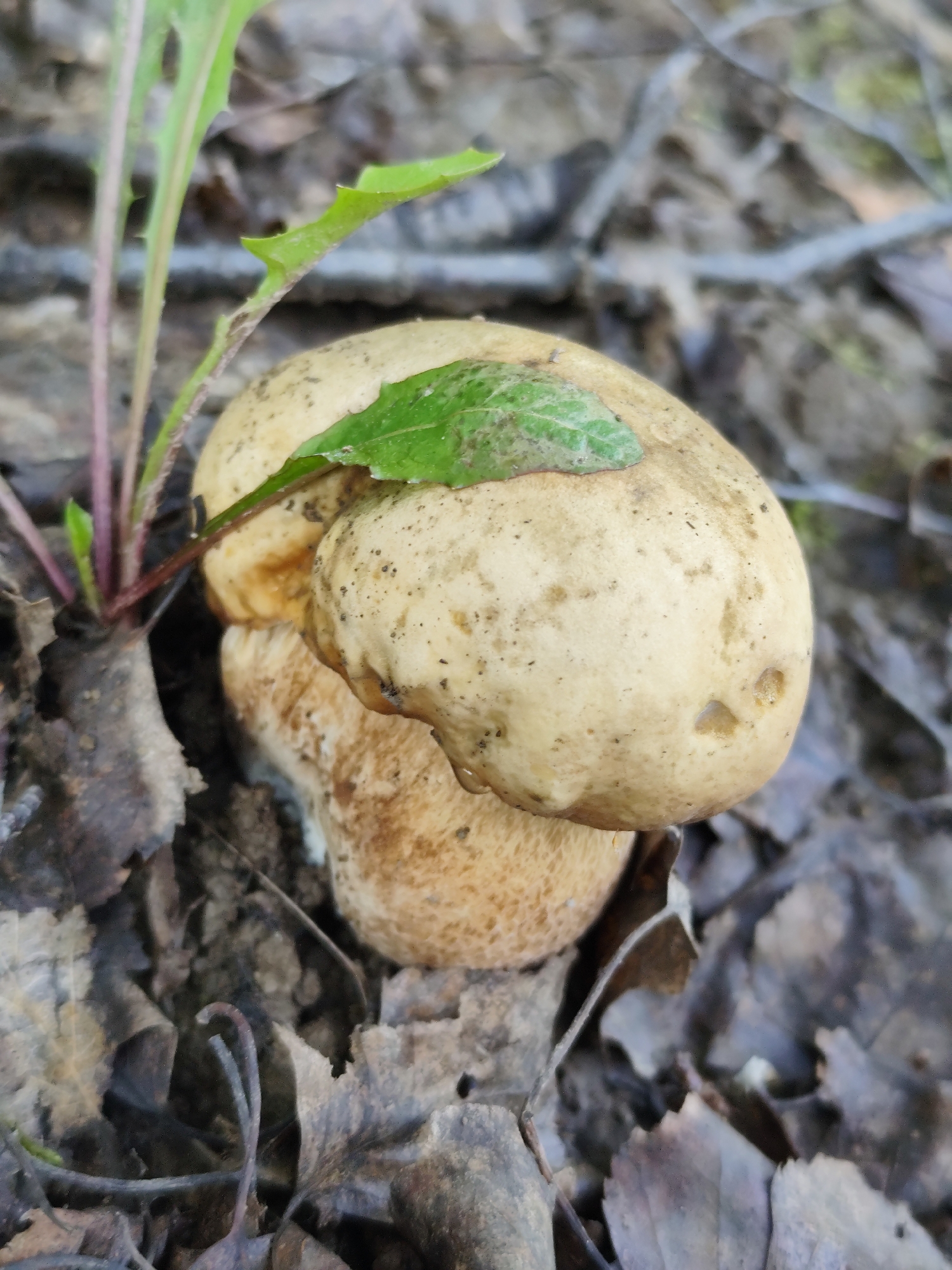 A cluster of light brown, spotted mushrooms sprouts from the forest floor. The largest mushroom, in the foreground, is topped with a small green leaf. Fallen leaves and twigs litter the ground around the fungi. The background is blurred, showing more of the forest floor. The image was taken in Oktyabrskiy, Russia.