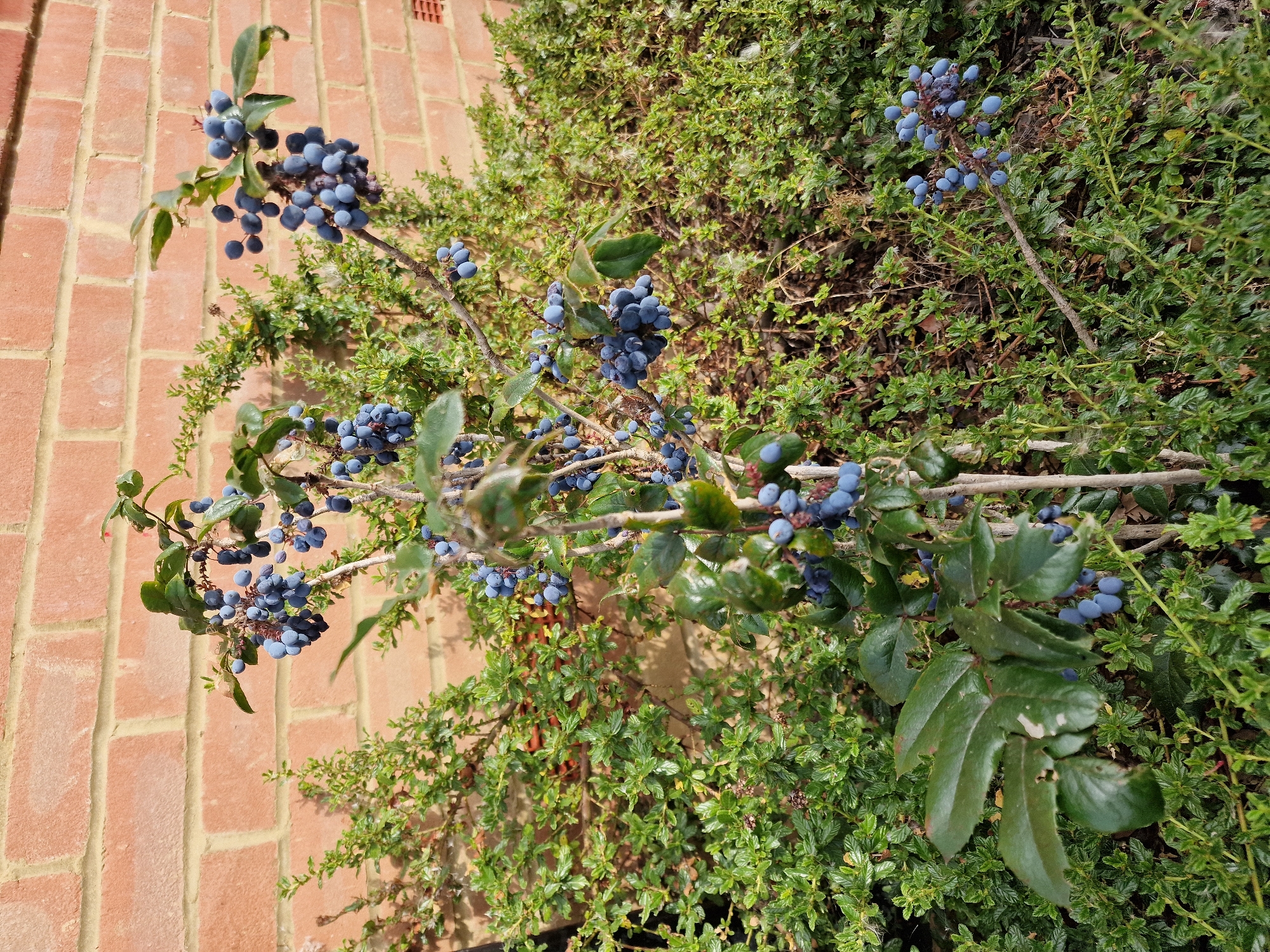A close-up, eye-level outdoor shot showcases a Mahonia aquifolium shrub laden with clusters of dark blue berries, positioned against a backdrop of a red brick wall and dense green foliage. The shrub's woody stems are visible, supporting its branches and the glossy, deep green leaves, some of which appear to have minor damage. Sunlight casts shadows on the leaves and berries, suggesting a bright day. The brick wall, exhibiting a weathered appearance with slight color variations, occupies the upper portion of the frame, while the lower half is dominated by the intricate textures of the Mahonia and surrounding low-lying green plants. The scene is set in a garden or naturalistic planting area, likely within the city of Canterbury, United Kingdom, given the architectural style of the brickwork. No people or animals are present in the image.