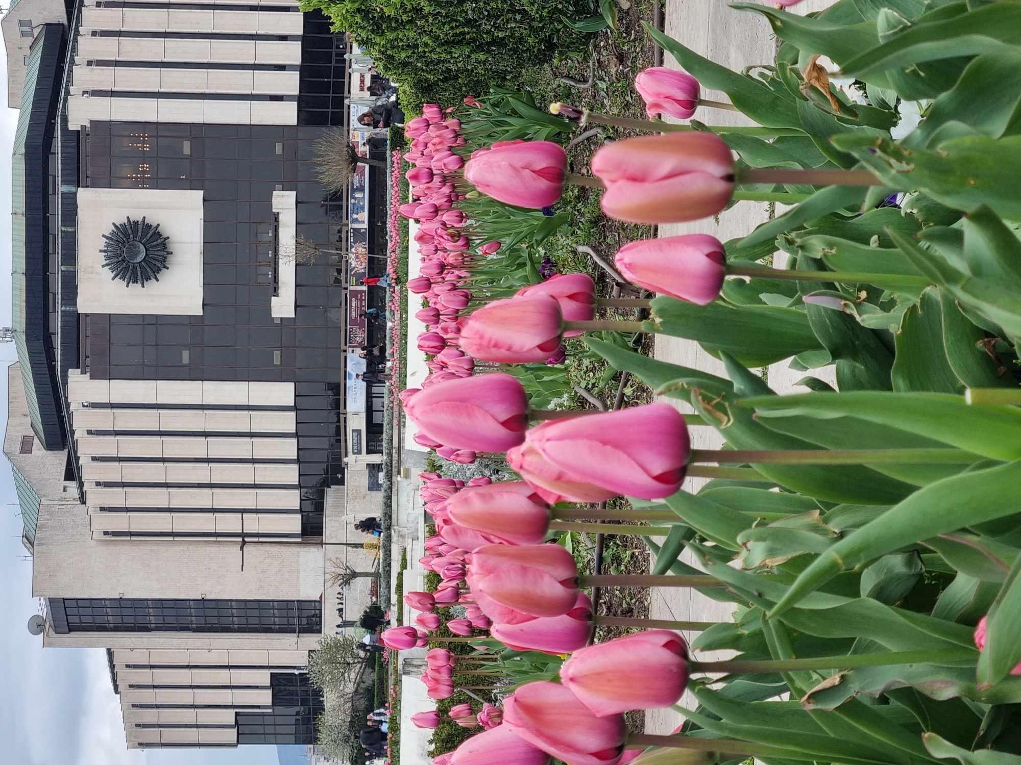 A low-angle, full shot, showing a large building behind a row of tulips. The building is the National Palace of Culture in Sofia, Bulgaria. The facade is composed of rectangular blocks of varying sizes, with a dark center section featuring a large, stylized floral sculpture. A row of pink tulips blooms in the foreground. The tulips are arranged neatly, with green leaves filling the spaces between the stems. The sky is overcast. Several people are visible in front of the building, their activities unclear.