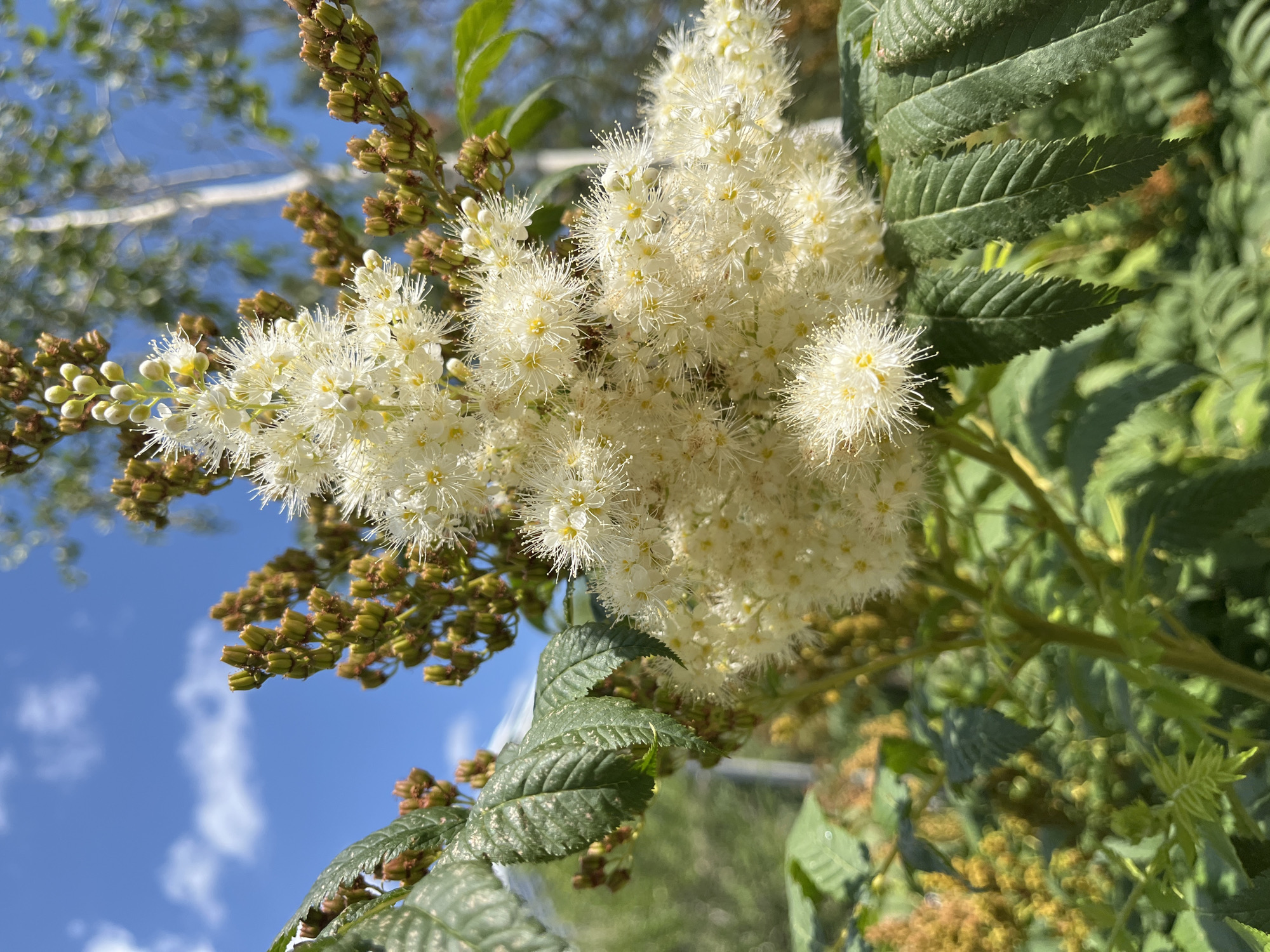 This is a close-up, eye-level, outdoor photograph of a flowering plant, likely a Rowan tree, blooming with small, white, fluffy flowers clustered together in a dense panicle. The flowers have delicate white stamens extending outwards, giving them a feathery appearance, and small yellow centers. In the background, there are also developing seed heads or immature flower buds, appearing as clusters of small, greenish-brown structures. The leaves of the plant are pinnately compound, with serrated edges, and are a vibrant green. The background is softly blurred, showing glimpses of other greenery, a light-colored tree trunk (possibly birch), and a bright blue sky with scattered white clouds. The lighting suggests it is a sunny day. The image was taken on a bright, sunny day in Astana, Kazakhstan.