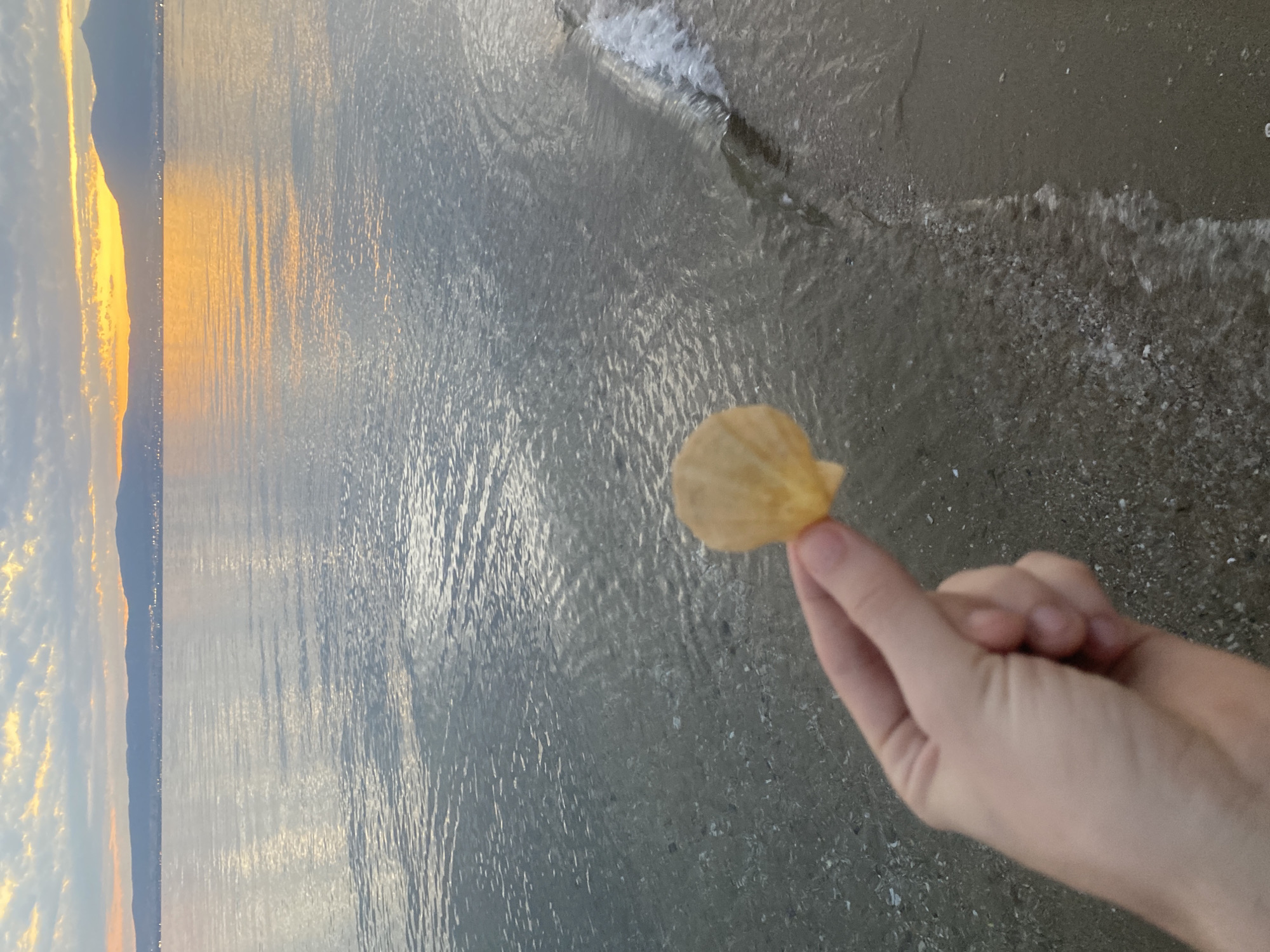 A close-up, over-the-shoulder view shows a person's hand holding a single, light yellow, ridged scallop shell against a backdrop of a calm body of water with a faint shoreline in the distance. The water is reflecting the sky, which is a mix of pale blue and orange clouds, suggesting either sunrise or sunset. Mountains are visible on the horizon, with lights indicating a settlement. The water is shallow near the shore, with a small wave lapping at the sandy beach, which is dotted with small shells and pebbles. The overall impression is one of a peaceful, natural setting. The specific location in Neoi Epivates, Greece, is implied by the presence of the Aegean Sea and mountainous terrain common to the region.