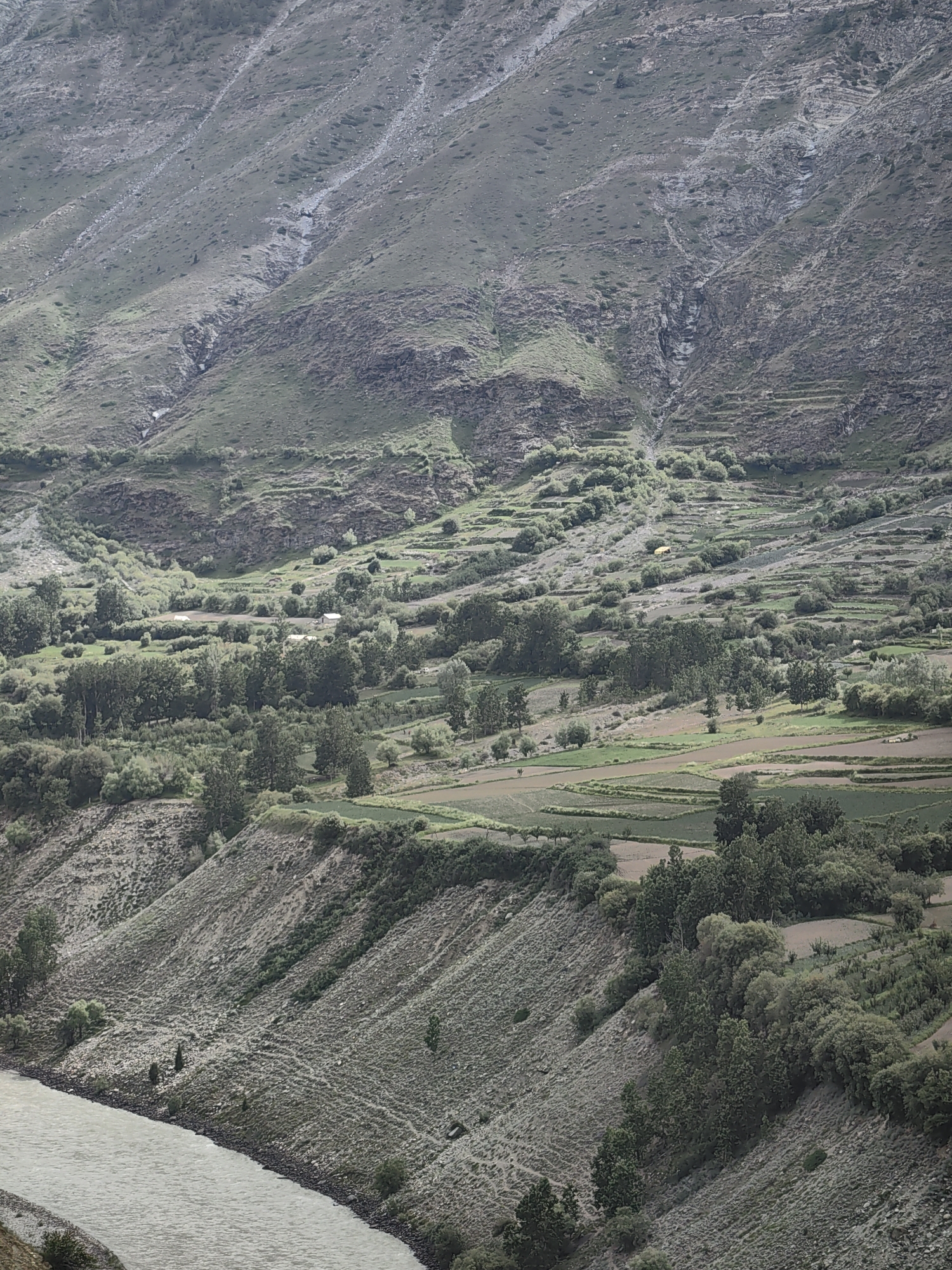 This is an outdoor, high-angle, medium shot of a village nestled in a mountainous valley, likely near Tandi, India. The scene depicts a river in the foreground flowing from the lower left to the middle left of the frame. The riverbanks are steep and rocky, with sparse vegetation.
Beyond the river, the valley floor is a patchwork of cultivated fields, appearing as irregular green and brown rectangles. Scattered throughout the valley are numerous trees, varying in height and density, with some clustered together and others standing alone. Small, white structures, possibly houses or farm buildings, are visible amidst the trees and fields.
The background consists of a steep, barren mountain slope, largely covered in rocks and scrubby vegetation. Terraced fields are carved into the mountainside in several areas, demonstrating human adaptation to the rugged terrain. A faint, light-colored trail or path is visible snaking up the slope. The sky is not visible in the frame. There are no people or animals depicted in the image.