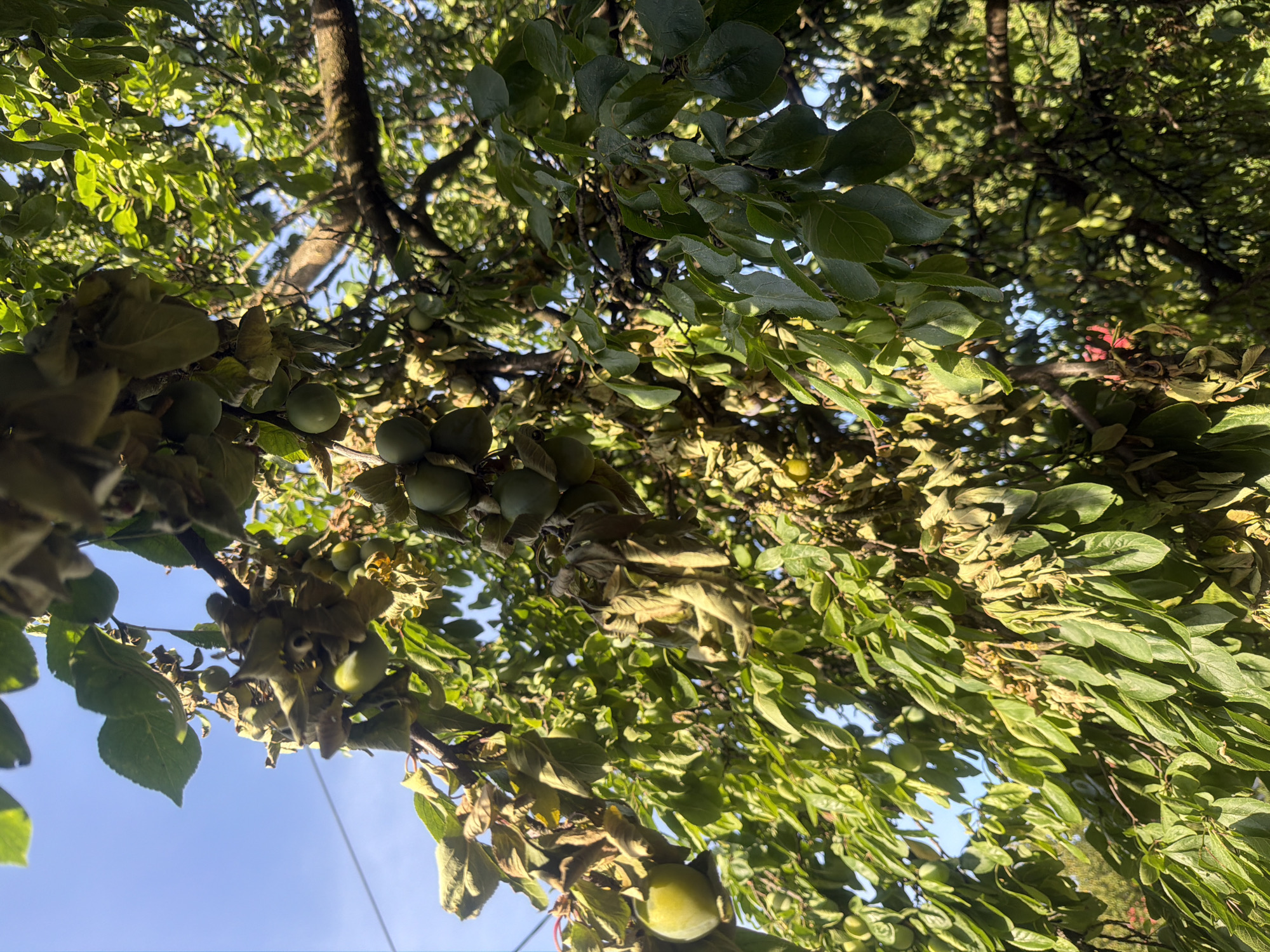 An outdoor, low-angle, close-up shot captures a plum tree laden with unripe, green plums. The branches are densely packed with lush green leaves and some that appear dried and brown, suggesting potential disease or stress. A cluster of about six green plums is visible on a branch in the upper center of the frame. Sunlight filters through the foliage, creating dappled light and shadows. The background shows a bright blue sky. The image does not contain any people or evidence of activity. The setting is likely a garden or orchard in Kaliningrad, Russia.