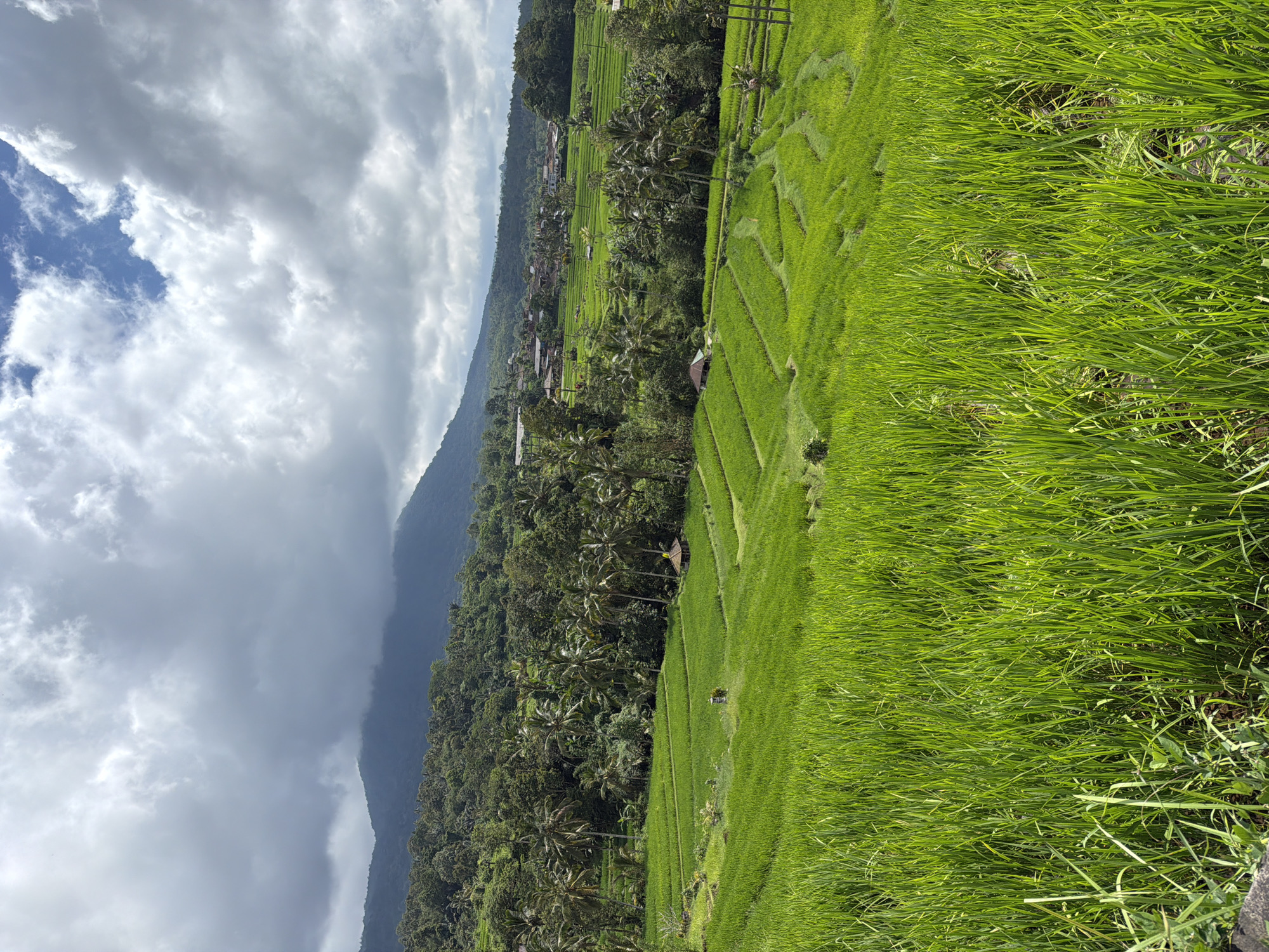 The image depicts a vibrant green rice paddy field in an area of Unknown, Indonesia. The field is terraced, with distinct rows of rice plants. Lush, dense vegetation and trees, including palm trees, are interspersed between the paddies. In the background, a mountain range is partially obscured by heavy, grey clouds that fill the sky. A patch of blue sky is visible through a break in the clouds. The overall composition of the scene suggests a rural, agricultural setting.