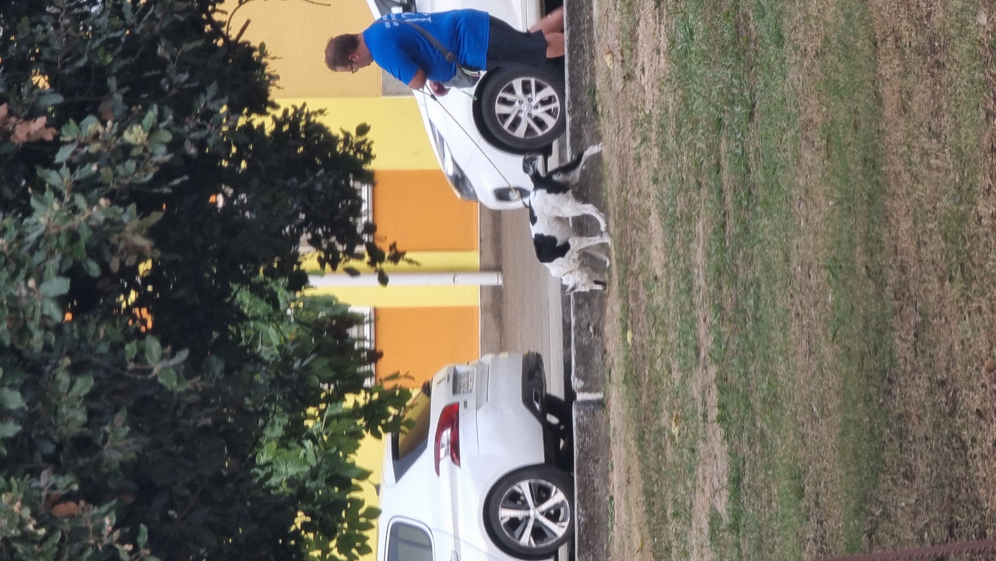 A black and white dog on a leash is sniffing the ground next to a curb. A person in a blue shirt and dark shorts is standing behind the dog. Two white cars are parked on the street. The background shows a building with orange and yellow sections. Trees with green leaves are overhead. The scene appears to be in Sant Joan Les Fonts, Spain.