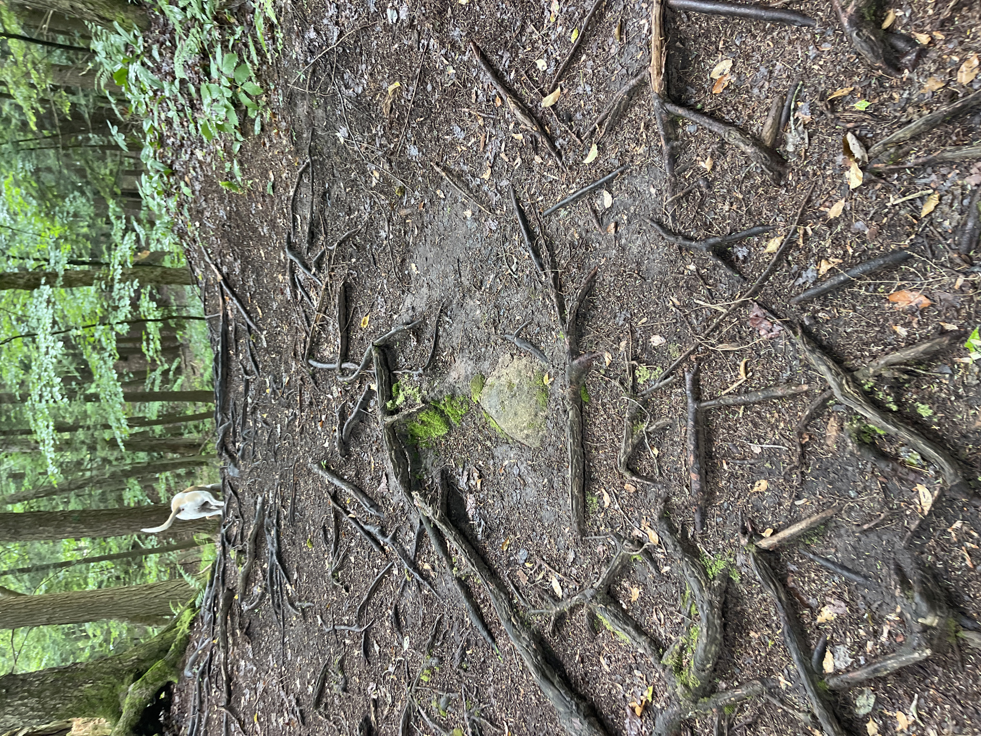 The image depicts a forest floor with exposed tree roots, leaves, and dirt. A light-colored dog is visible in the background, running on a path through the trees. The forest appears dense, with a canopy of green leaves overhead. The ground is uneven, covered in a mixture of soil, fallen leaves, and gnarled tree roots. A single, moss-covered rock is present in the center of the frame. The overall scene suggests a natural, outdoor environment, likely a wooded trail. There is no visible text in the image. The lighting and foliage suggest it might be daytime.