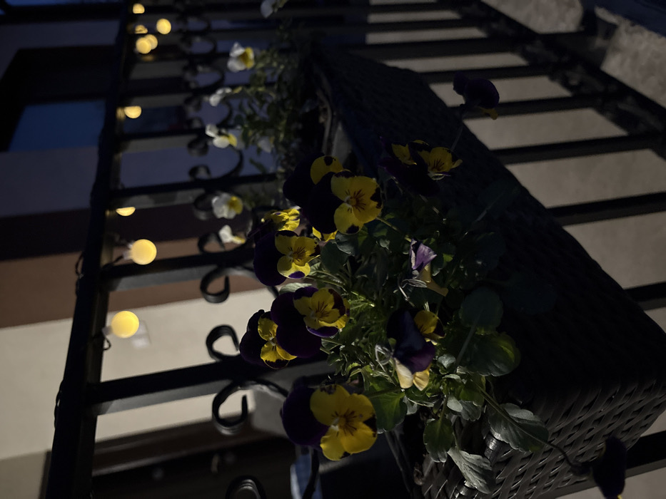 The scene depicts a balcony or terrace railing at night in Kirilovo, Bulgaria. In the foreground, a dark brown, woven rectangular planter box is visible, filled with vibrant pansies. These pansies exhibit a distinct color pattern of dark purple upper petals and bright yellow lower petals, accented with small reddish-brown central markings. Green foliage is interspersed among the blossoms.
The planter box rests on or is positioned directly in front of a dark, likely wrought iron, metal railing with decorative scrollwork elements. Strung along the top horizontal bar of this railing is a series of spherical, warm-toned LED string lights, illuminating parts of the railing and some of the flowers.
In the midground, beyond the primary planter, another similar planter with lighter-colored pansies is partially visible along the railing, extending into the depth of the image. The background features a building facade, appearing as a light brown or beige wall under the ambient light, with a dark, rectangular area, possibly a window, suggesting further architectural elements. No individuals or active interactions are present in the image.