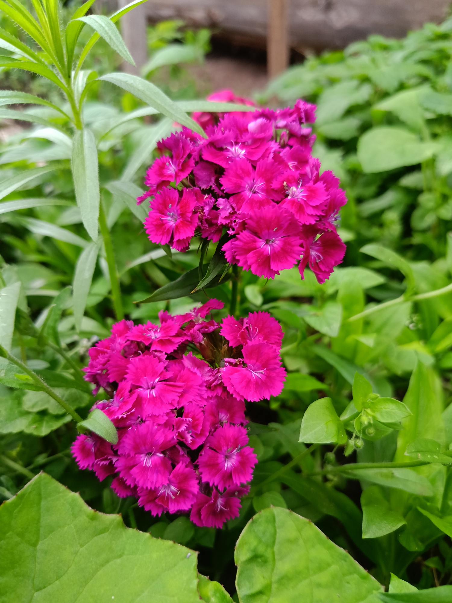 The image is a close-up shot of two clusters of vibrant pink dianthus flowers. The flowers are detailed, with ruffled petals and delicate white centers. They are surrounded by lush green foliage, including long, slender leaves in the foreground and softer, more rounded leaves in the background. The background is blurred, suggesting a shallow depth of field that keeps the focus on the flowers. A hint of a wooden fence or post is visible in the upper right background. The lighting appears natural, suggesting an outdoor setting, likely a garden. The colors are bright and saturated, creating a cheerful and lively mood. No people, text, or specific time of day or weather conditions are evident. The overall impression is one of natural beauty and botanical detail.