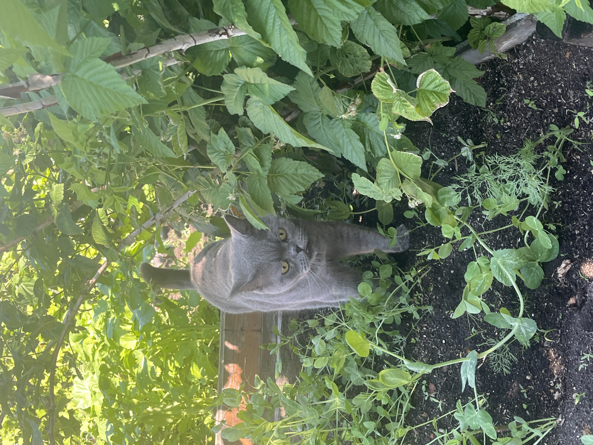 A grey cat with yellow eyes stands in a garden, looking directly at the camera. The cat is positioned in the lower center of the image, surrounded by green plants and dark soil. In the background, there are more lush green leaves and a hint of a brick structure on the left. The scene is illuminated by natural sunlight, creating shadows and highlighting the textures of the plants. The image was taken in the city of Shadrinsk, Russia.