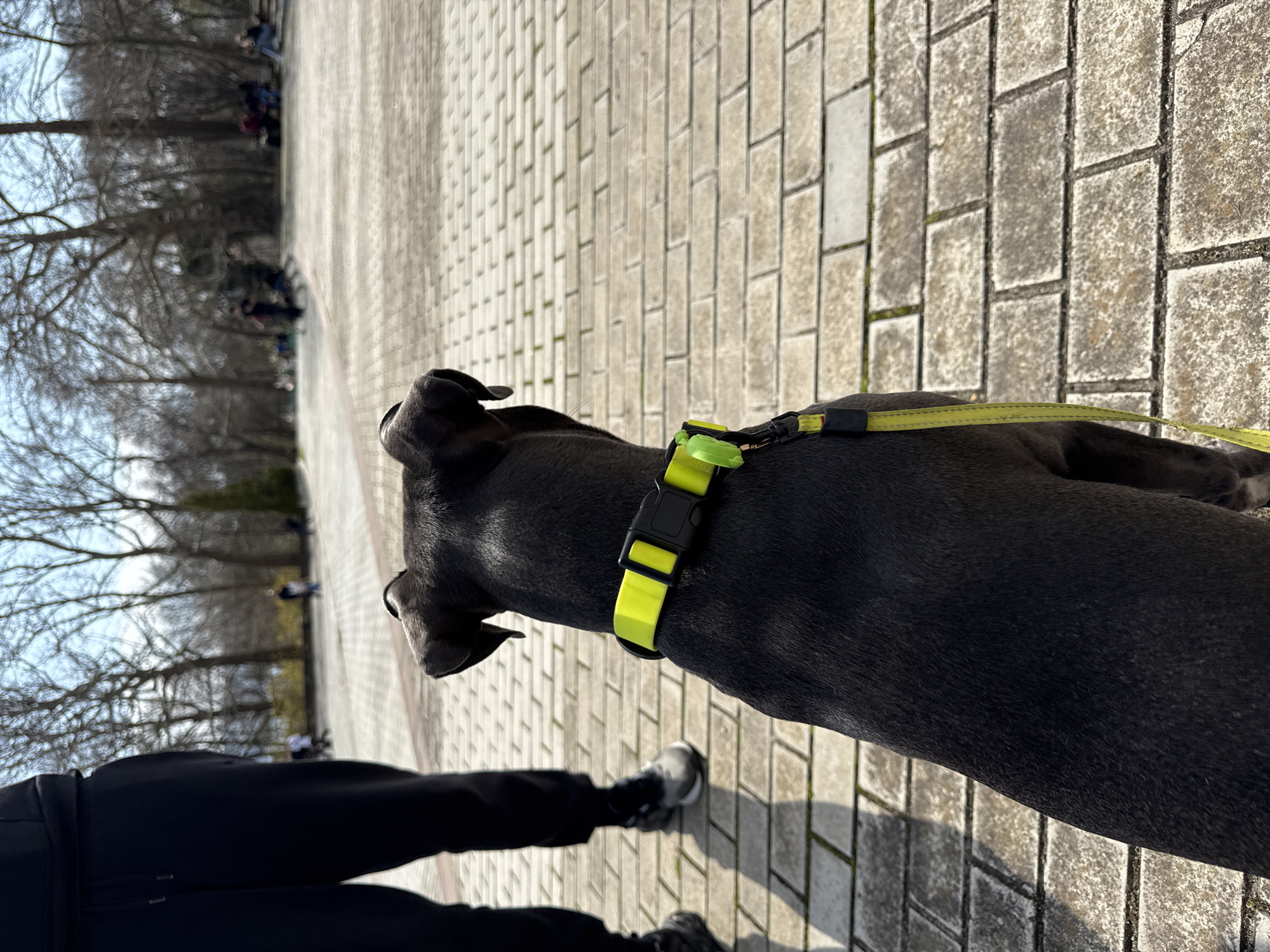 A black dog with a neon yellow collar and leash is walking on a brick walkway. A person wearing black pants and sneakers is walking the dog. Trees and other people are visible in the background. The image appears to be taken outdoors on a sunny day. It is in Varna, Bulgaria.