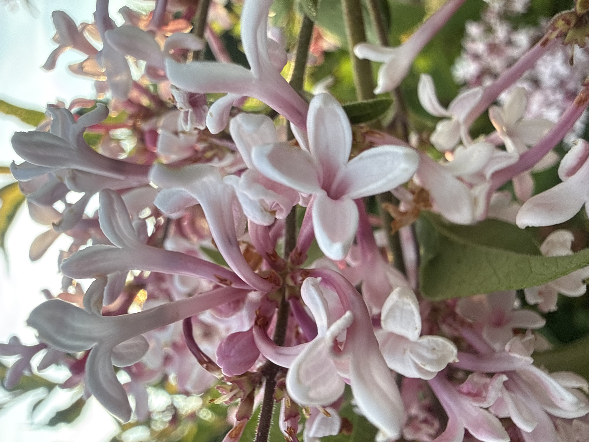 A close-up shot captures a cluster of delicate, pale pink and white flowers, likely a type of lilac, in soft focus. The petals are slender and elongated, with some showing a darker pink hue near their base or center. The flowers are arranged in dense bunches, with stems and some green foliage visible in the background, also out of focus. The lighting suggests it is daytime, possibly late afternoon, with some highlights on the petals. The image appears to be taken outdoors, in a natural setting. No specific landmarks or details that would pinpoint a location within the city of Bad Salzschlirf, Germany are present in the image.