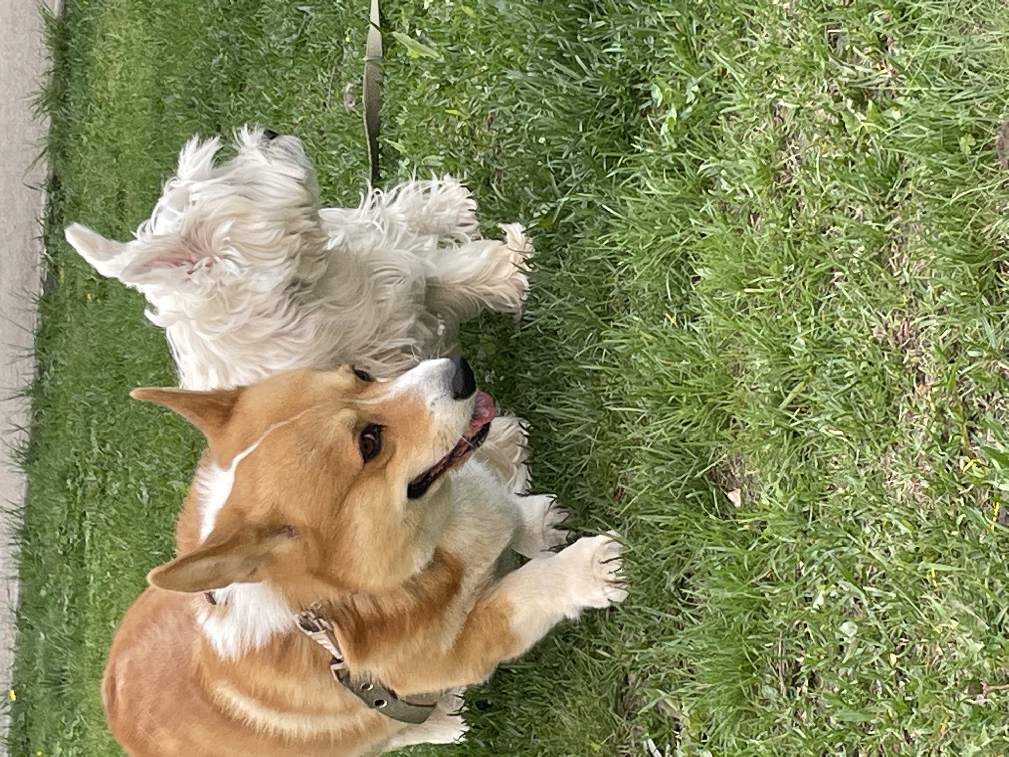 Two dogs, a corgi and a West Highland White Terrier, lie on a grassy lawn next to a sidewalk in an unknown city. The corgi is in the foreground, wearing a gray collar and extending its tongue. The terrier is in the background, with a leash partially visible near it. The grass is green and healthy.