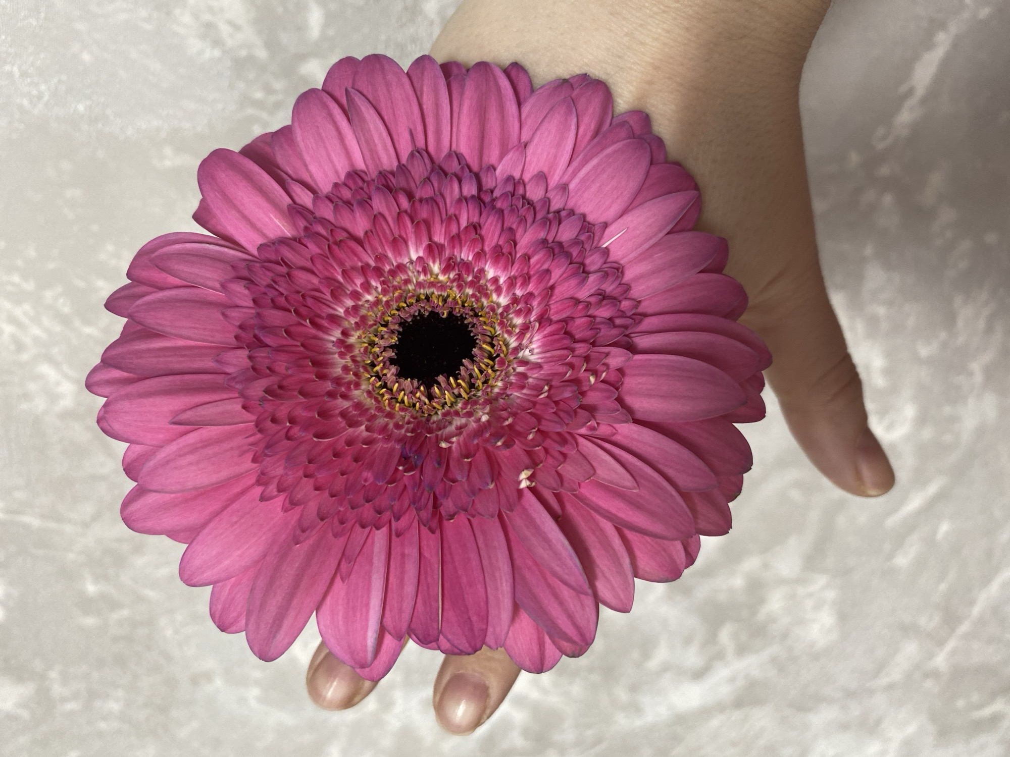 A close-up shot features a pink gerbera daisy held in a person's hand. The flower is centrally located, its petals forming a radial pattern around a dark central disk surrounded by yellow stamens. The person's hand is partially visible, with the fingers extended and nails painted. The background appears to be a textured white surface. The location is not evident from the image.