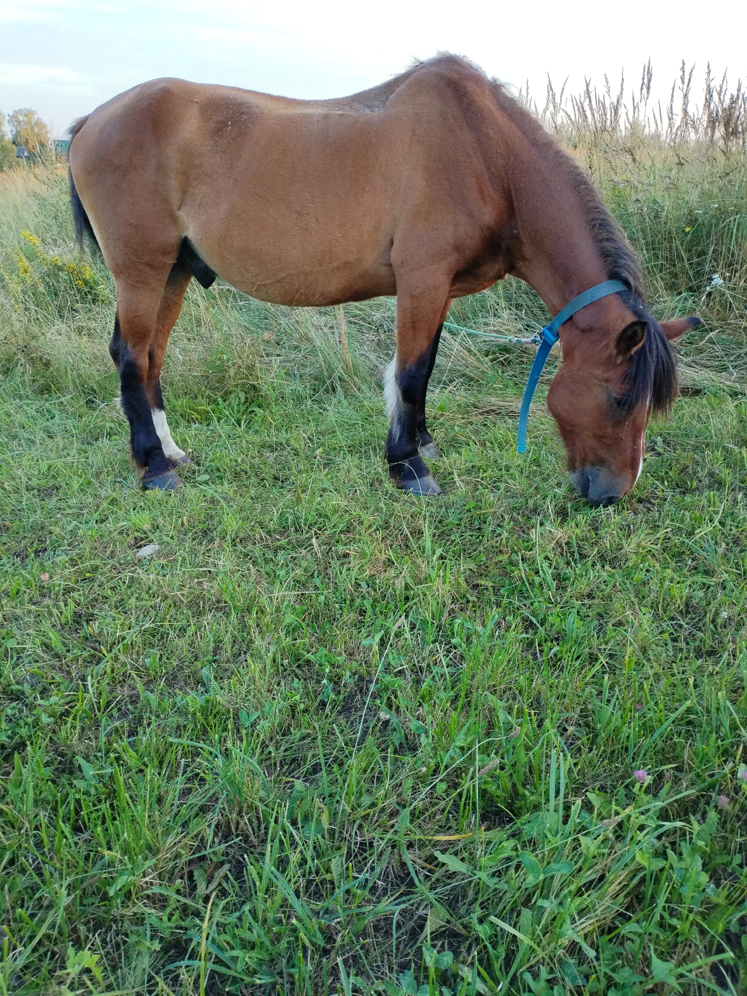 A brown horse with a blue halter grazes in a field of green grass. Tall, dry grass and a few trees are visible in the background. The sky is overcast. The scene appears to be in a rural or semi-rural area.