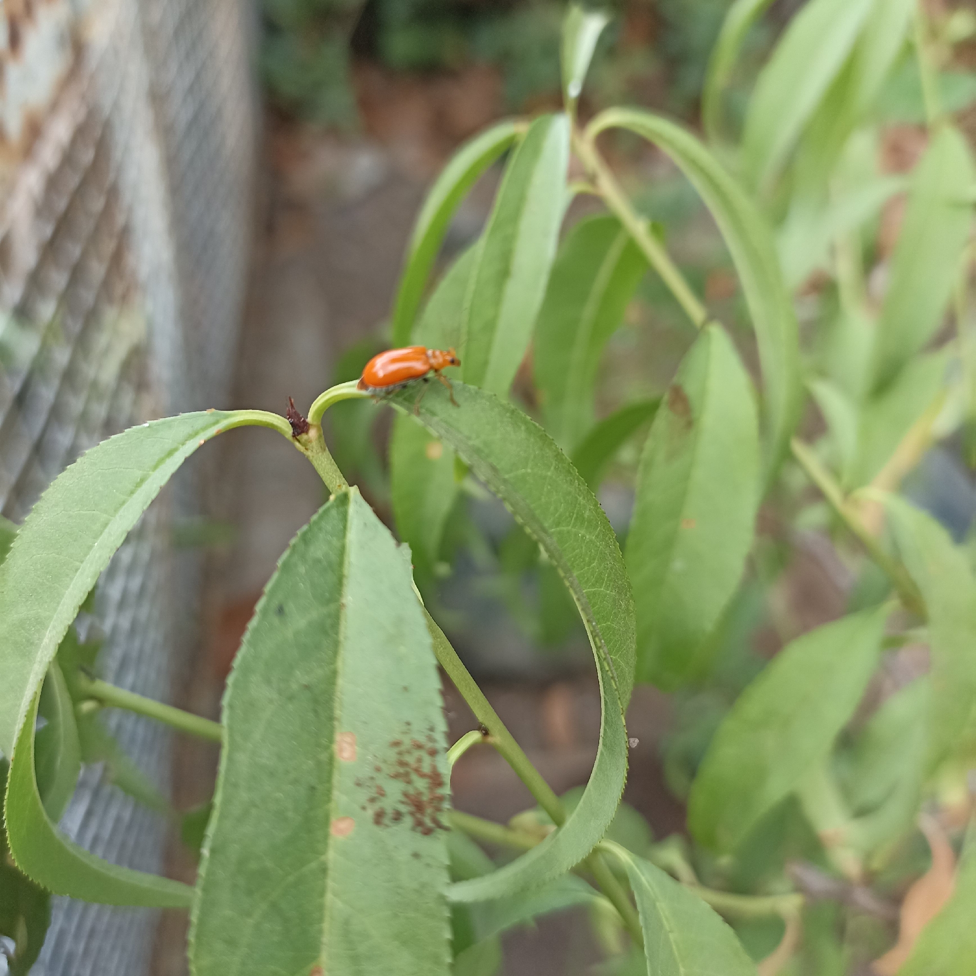 An orange beetle is perched on a green leaf of a plant. The background is blurred, showing more green foliage and a gray, textured surface that might be a fence. The image appears to be taken outdoors, likely in a garden or natural setting. There is no specific indication of the city of Magelang, Indonesia, within the image itself.