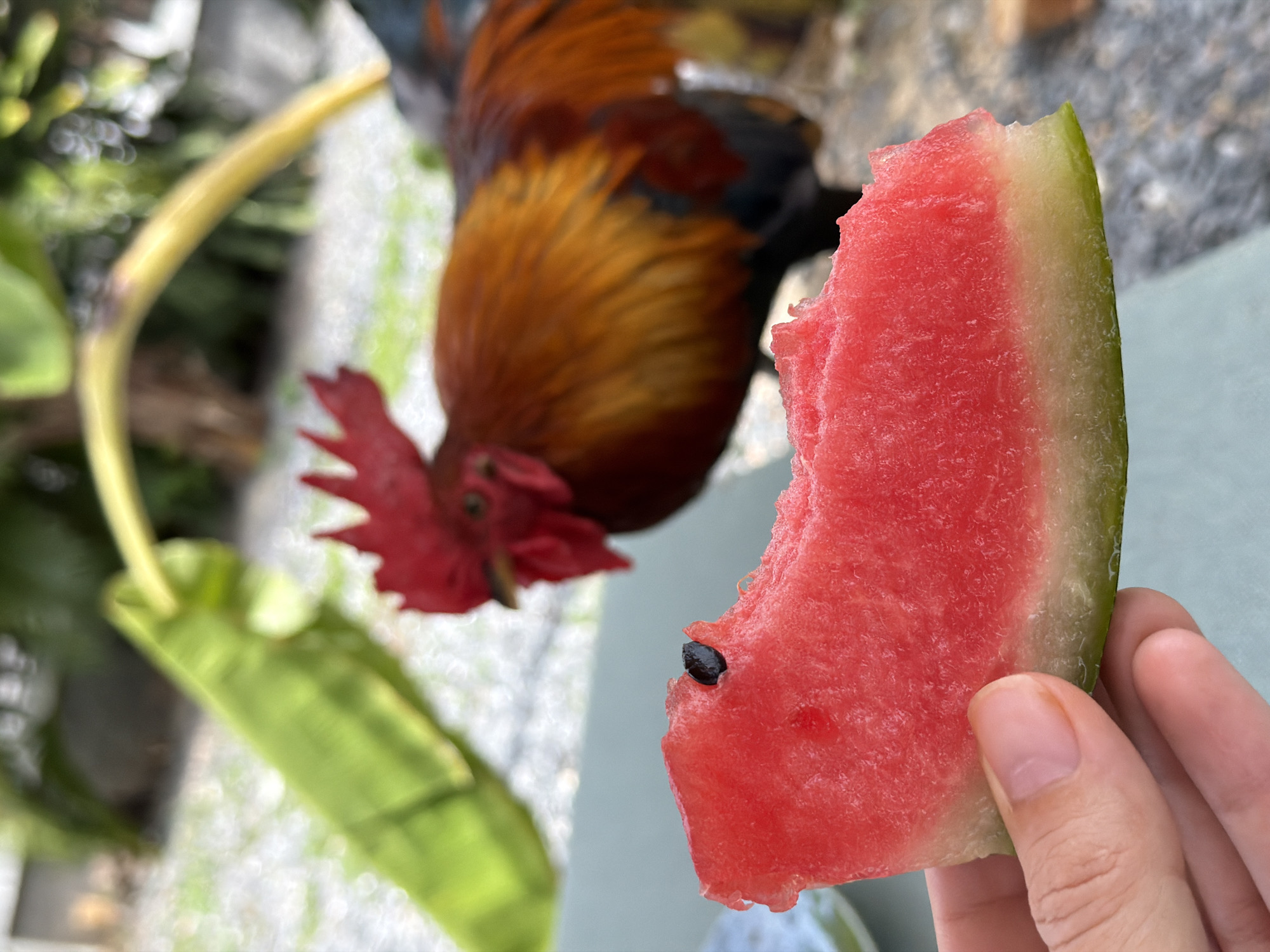 In Baan Bo Phut, Thailand, a close-up shot focuses on a slice of watermelon held by a person's hand, positioned in the foreground. The watermelon is bright red with a light green rind, and a single black seed is visible. In the blurred background, a rooster with red comb and vibrant orange and brown feathers stands near a banana plant. The environment appears to be outdoors, with gravel visible on the ground.