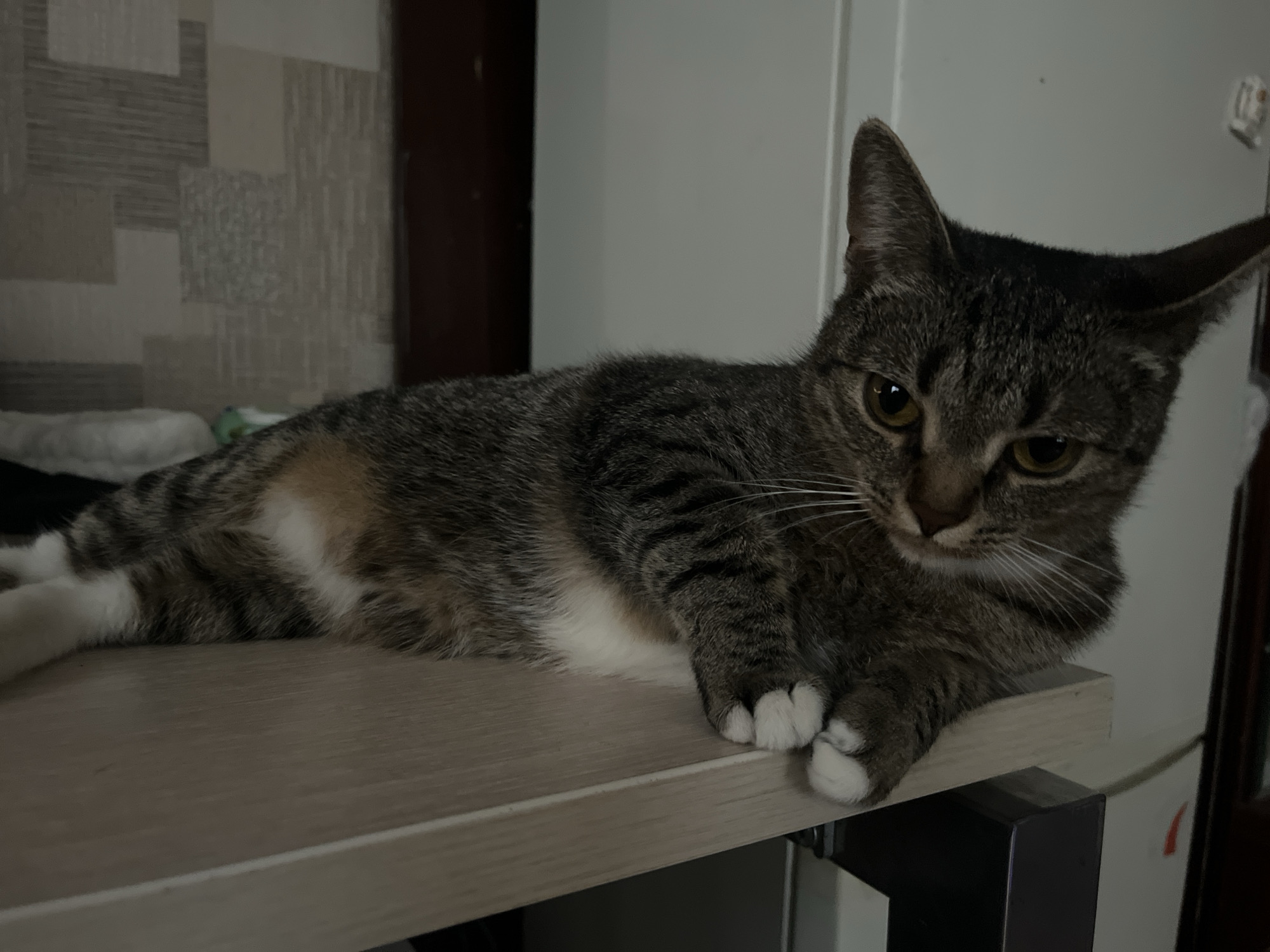 A tabby cat with white markings is lying on a light-colored surface, possibly a shelf or countertop. The cat is facing towards the viewer, with its paws resting on the edge of the surface. The background consists of a patterned wall, a dark-colored doorframe, and a white cabinet. Based on information available on the internet, the location is Khimki, Russia.
