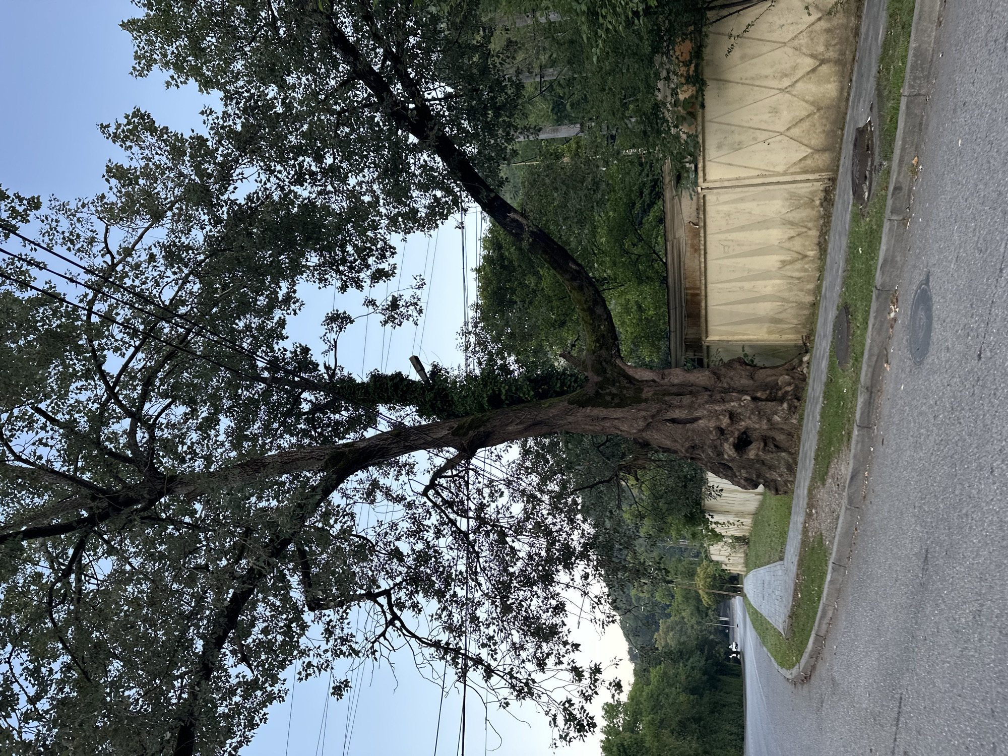 The image depicts a large, old tree with a thick, gnarled trunk situated on a sidewalk next to a road in Sochi, Russia. The tree is extensively covered in ivy and has a sprawling canopy of green leaves. A light-colored, patterned wall runs behind the tree and sidewalk, separating it from a lush, green wooded area and a building. The road curves to the left, with a sidewalk running alongside it. Overhead, power lines are visible against a clear blue sky. The overall scene suggests an urban environment with significant natural elements.