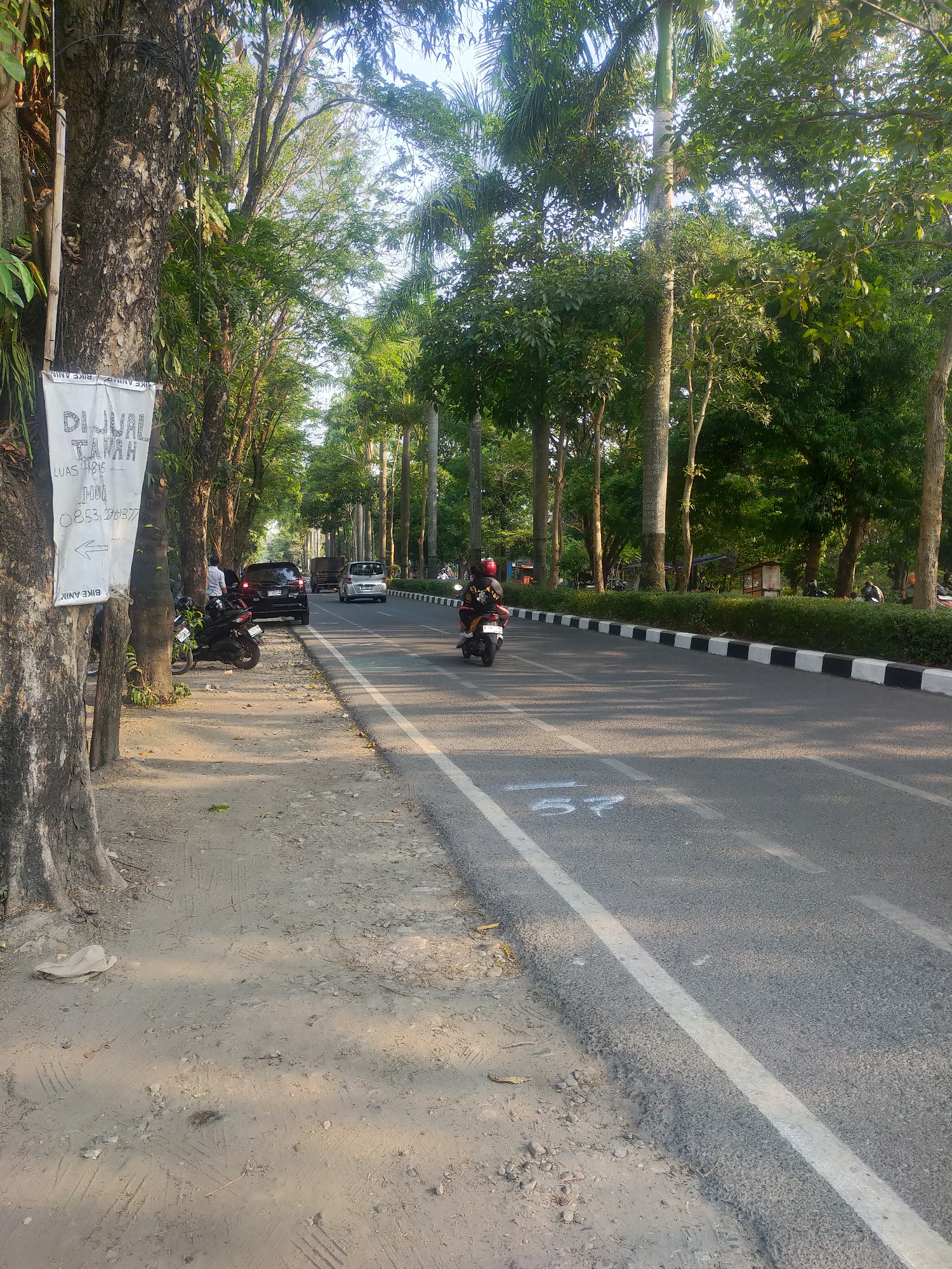 This image depicts a street scene in Pedagangan, Indonesia. A paved road runs through the center of the frame, lined with tall palm trees and other lush green foliage on either side. The road has white lines marking lanes and a black and white striped curb. Several vehicles are present: a black car is parked on the side of the road, and two motorcycles are visible. One motorcycle is parked near the black car, while another is being ridden down the road by a person wearing a red helmet. A white sign is attached to a tree on the left side of the image, bearing text in Indonesian that appears to be a "for sale" notice for land. The ground beside the road is a dirt and gravel path. The sky is bright and clear, suggesting it is daytime, possibly late afternoon given the sunlight.