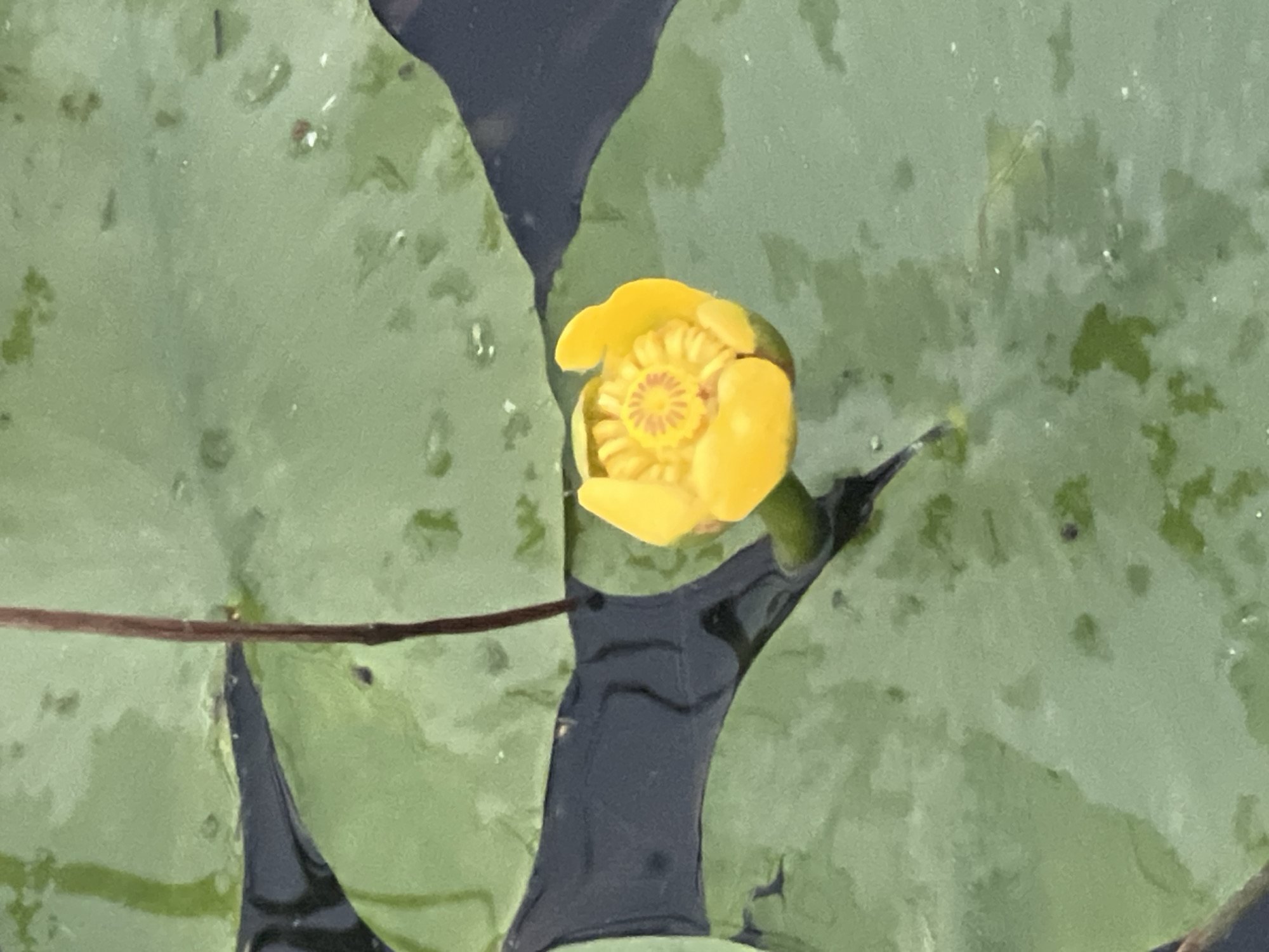 The image shows a close-up, overhead view of a yellow water lily bud unfurling amidst lily pads on a body of dark water. The lily pads are large and green, with some appearing wet or having small water droplets on them. A thin, dark stem rises from the water, supporting the flower bud. The water itself is dark and reflects the surroundings. The image appears to be taken at ground level, looking slightly down at the water's surface. There is no indication of the city of Tver, Russia in the image.