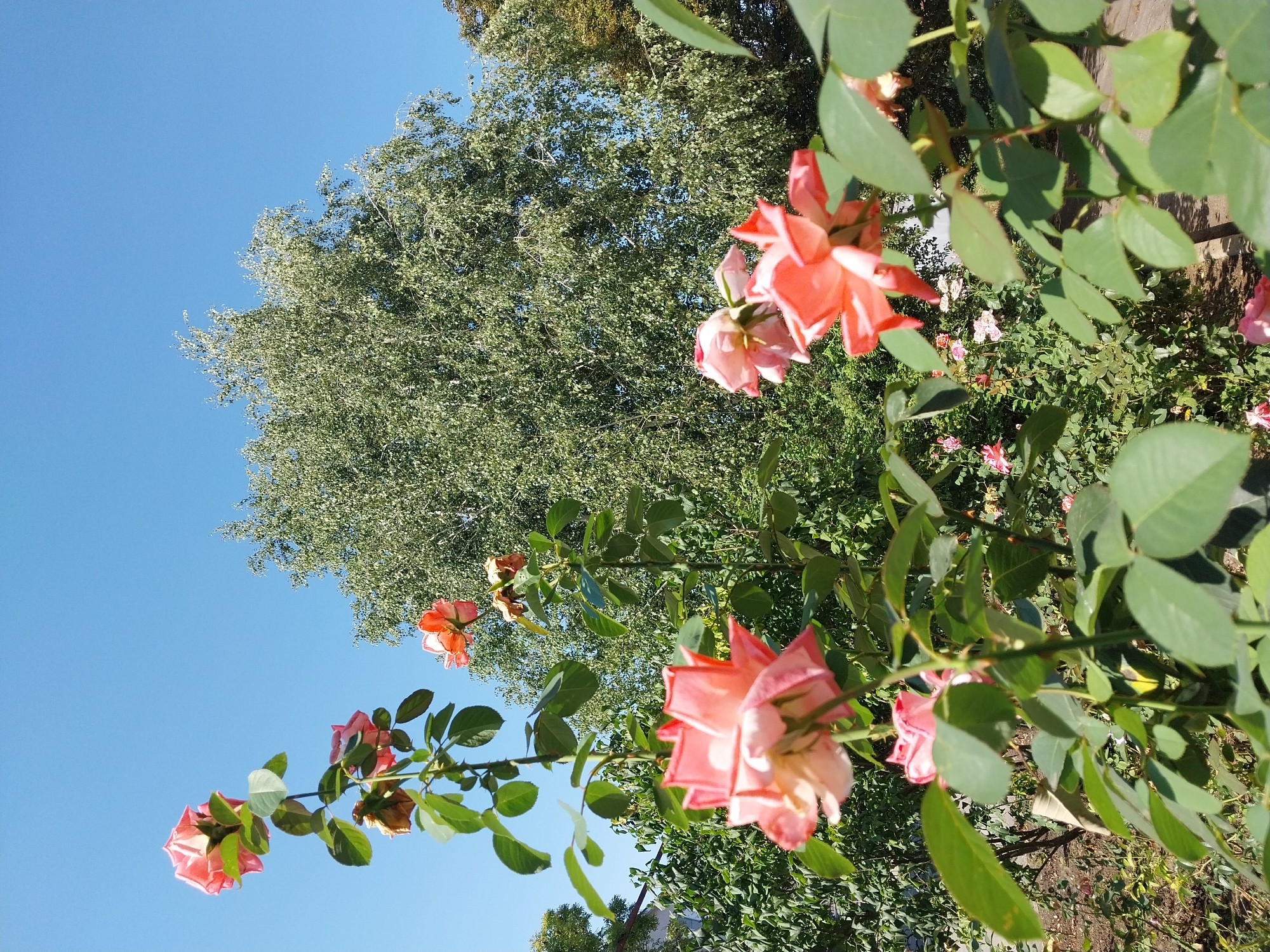 A close-up, low-angle outdoor shot captures several pink roses in bloom against a clear blue sky. In the foreground, a rose bush with large, pink petals is prominent, with some leaves in sharp focus and others blurred. Behind it, other rose bushes with pink and orange blooms are visible, as well as a large tree with light green foliage. The background consists of a dense green hedge and a dirt path. This scene is situated in the city of Doslidne, Ukraine.