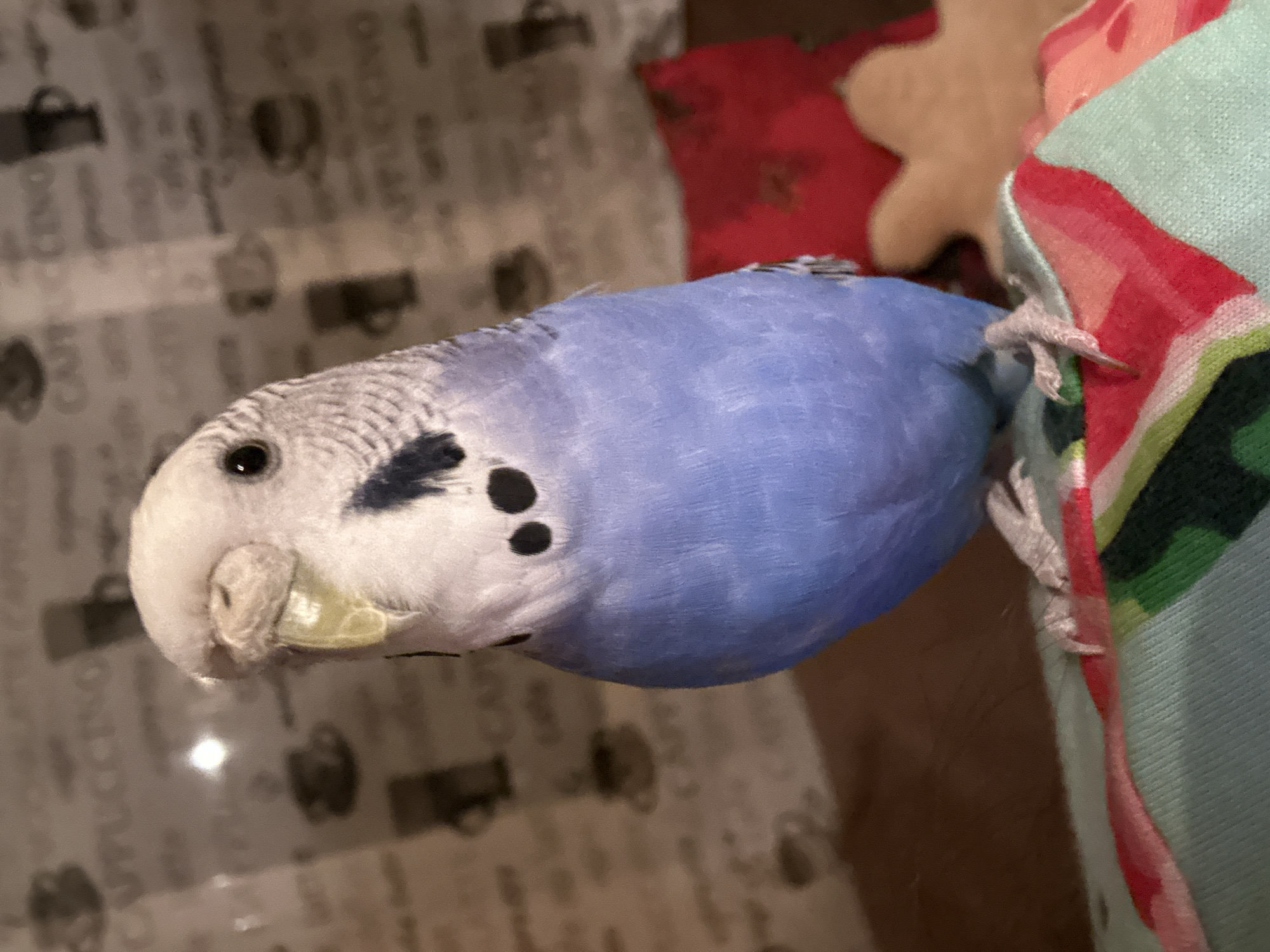 An adult budgerigar, predominantly blue and white with black markings on its head and wings, is perched on a colorful, patterned fabric. The bird is facing slightly to the left, with its head tilted upwards. Its beak is slightly open, revealing a pale yellow cere. The background is out of focus and appears to be a wall with a repeating pattern of coffee cups and the word "cappuccino". A red object and a tan, gingerbread-man-shaped object are visible in the background to the right of the bird. The lighting suggests an indoor setting.