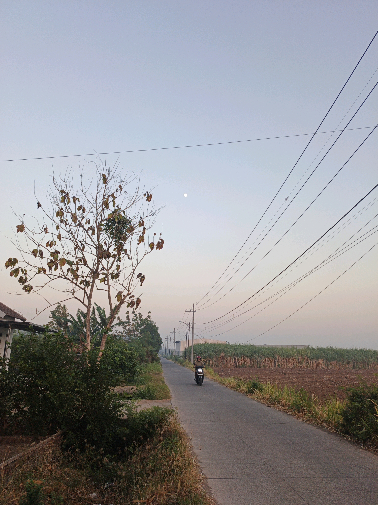 A lone motorcyclist wearing a red helmet and a brown jacket rides down a rural asphalt road at dusk. The road is lined with vegetation and fields on either side. To the left, there are houses and a bare tree with a few remaining leaves. To the right, a field of crops, possibly sugarcane, stretches towards the horizon. Overhead, a network of power lines crisscrosses the sky. A sliver of the moon is visible in the pale, twilight sky. The overall atmosphere is serene and peaceful, characteristic of the Indonesian countryside.