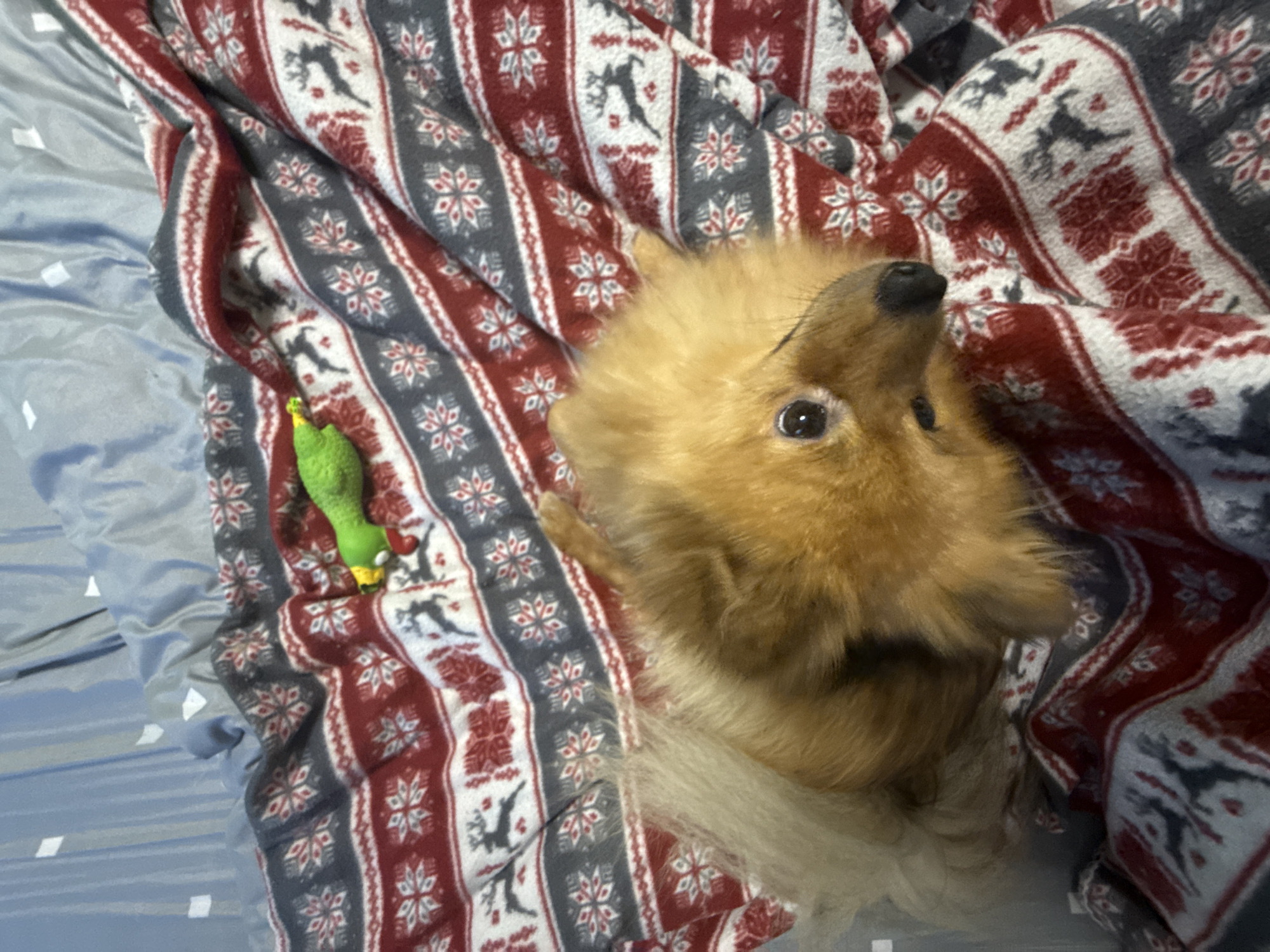 The image shows a small, fluffy, light brown dog lying on a bed. The bed has a grey sheet and a blanket with a patterned design of snowflakes, reindeer, and geometric shapes in shades of red, grey, and white. A green, soft toy resembling a bird is visible to the left of the dog on the blanket. The dog is looking up towards the viewer. The location in the city of Khimki, Russia is not determinable from the image.