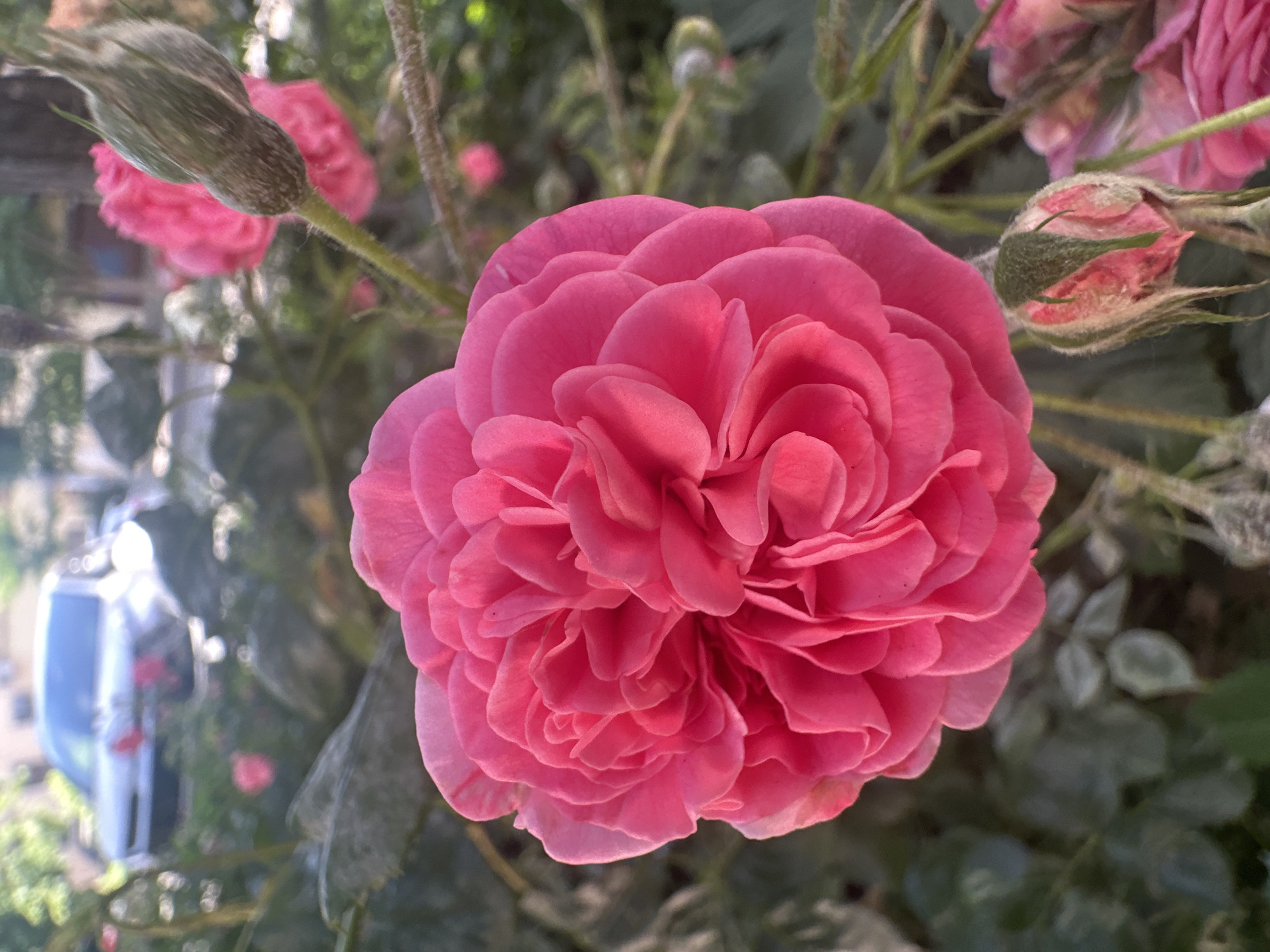 A close-up, eye-level shot focuses on a vibrant pink rose in full bloom, its petals tightly furled and layered, creating a textured, almost ruffled appearance. The rose is the central subject, dominating the foreground and bathed in soft, natural light, casting subtle shadows that highlight its form. To the right of the main rose, a rosebud with green sepals is visible, hinting at future blooms. In the background, out of focus, greenery and other pink roses can be discerned. Further in the distance, a blurred silver car is parked on what appears to be a street or driveway. The overall setting suggests an outdoor environment, possibly a garden or residential area, with a hint of urban elements due to the presence of the car.
