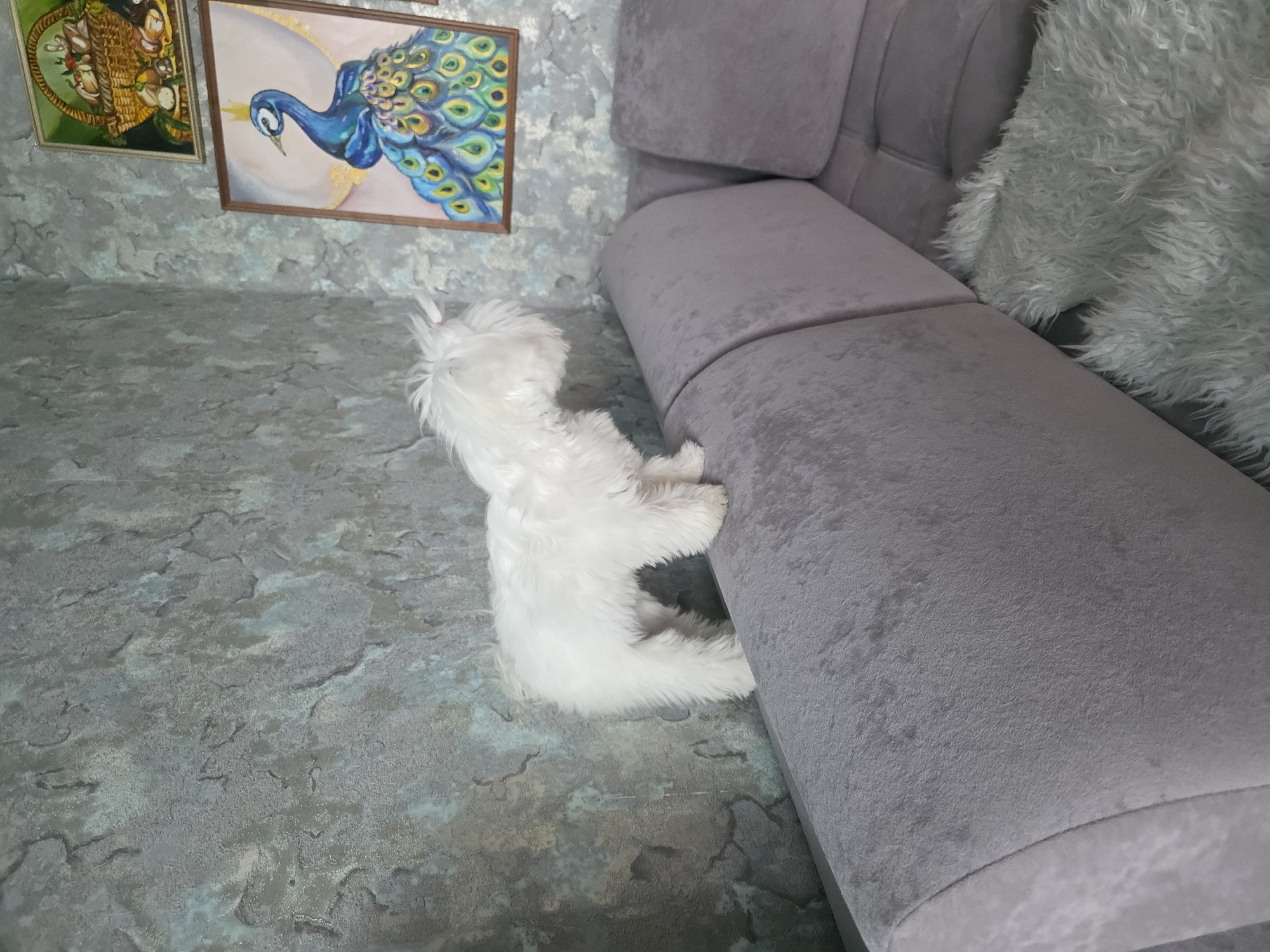 A small, white, fluffy dog stands on the back of a gray sectional sofa. The dog has its head down and appears to be looking off to the side. The sofa is upholstered in a textured, gray fabric and is positioned in front of a wall with a gray, textured wallpaper that has an abstract, crackled pattern. On the wall behind the dog, there are two framed paintings. The upper painting is a still life of a basket filled with bread and vegetables. The lower painting is of a blue peacock with a golden crown. The scene is indoors, likely in a living room. There is a fluffy white rug on the floor beneath the sofa. The location is not specified in the image itself, and therefore, its location in Novocheboksarsk, Russia cannot be determined.