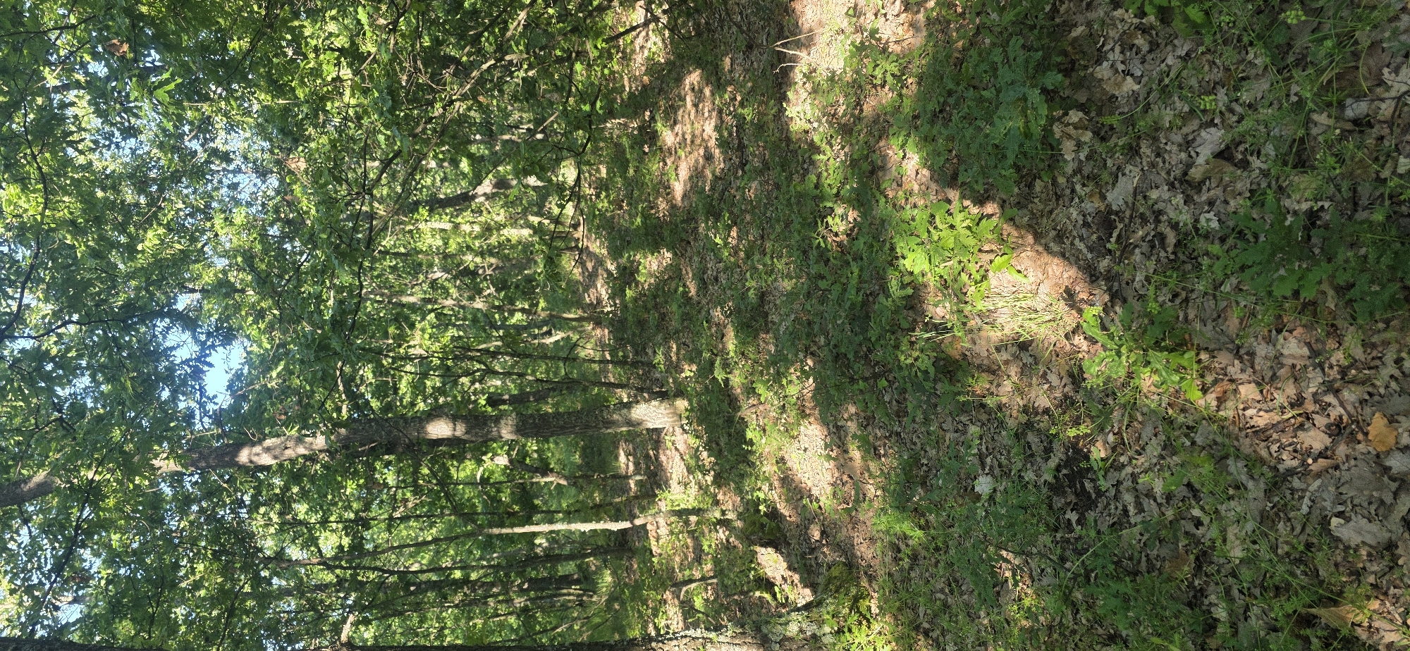 The image shows a sun-dappled forest floor in Podvis, Bulgaria. The ground is covered in fallen leaves and scattered green plants. Sunlight filters through the dense canopy of trees, creating contrasting areas of light and shadow. The trunks of the trees are visible in the background.