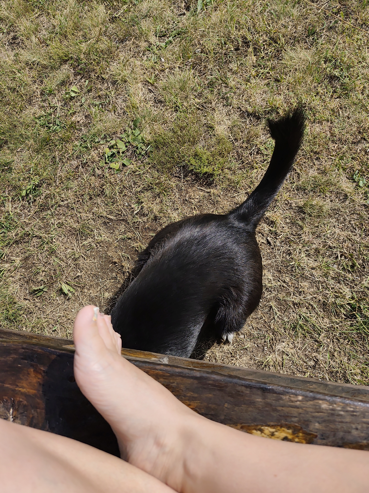 A high-angle, close-up shot shows a person's bare foot resting on a weathered wooden bench. Beyond the bench, a black dog is partially visible, facing away from the camera and with its head lowered towards the dry, grassy ground. The dog's tail is raised in the air, creating a shadow on the grass. The setting appears to be an outdoor area, possibly a park or a yard, with sparse, dry grass and soil. The image suggests a moment of relaxation or interaction between the person and the dog. There is no visible indication of the specific location within Šavnik, Montenegro, beyond it being an outdoor environment.