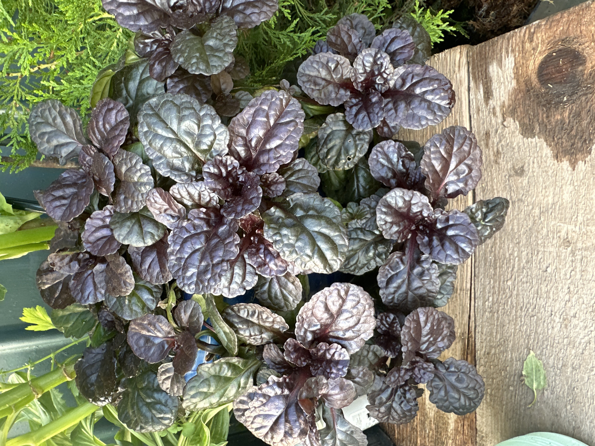 The image shows a close-up, overhead view of a plant with dark, ruffled leaves. The leaves are a deep reddish-purple and have a slightly glossy sheen. They are arranged in clusters, creating a dense, bushy appearance. In the background, to the right, is a coniferous plant with fine, green needles. To the left and behind the dark-leaved plant, the green stems and leaves of another plant are visible. The plants are sitting on a weathered wooden surface, possibly a tabletop or a fence. The lighting suggests it is daytime, with natural light illuminating the scene. There are no people or animals present. The scene is devoid of any specific urban or natural landmarks that would allow for precise identification of a location within the city of Ульяновск, Russia.