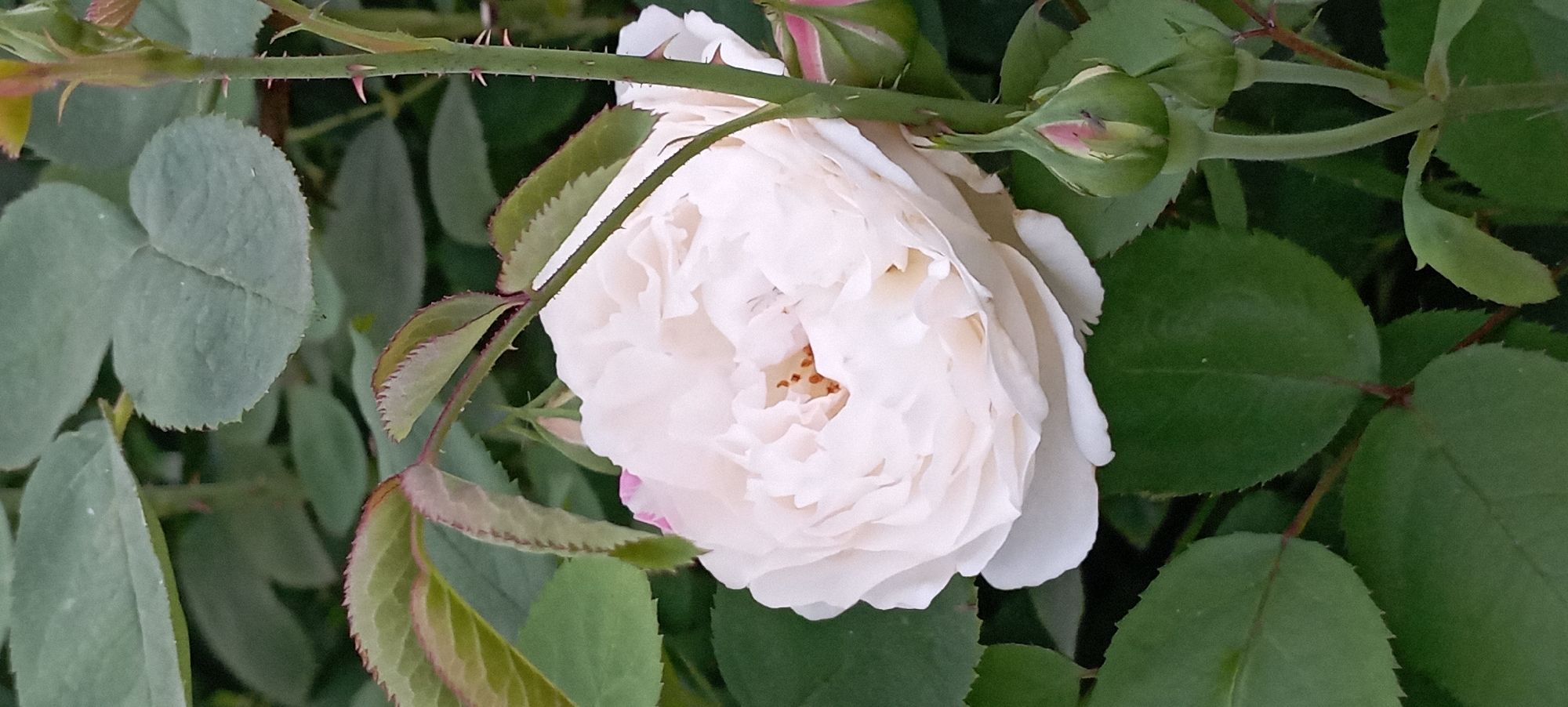 A close-up, vertical, eye-level shot features a blooming white rose in the foreground, nestled amongst lush green foliage and thorny stems. The rose, with its many delicate petals, is centered in the frame, its stamens visible within its core. To the right of the rose, several green rosebuds, one prominently placed, hint at future blooms. The leaves surrounding the rose are a deep green, with some showing serrated edges and tinges of pink and red along their margins. The overall lighting suggests an outdoor, daytime setting, likely in a garden. The specific location in Radisne, Ukraine, is not discernible from the image itself, as it depicts only the flora.