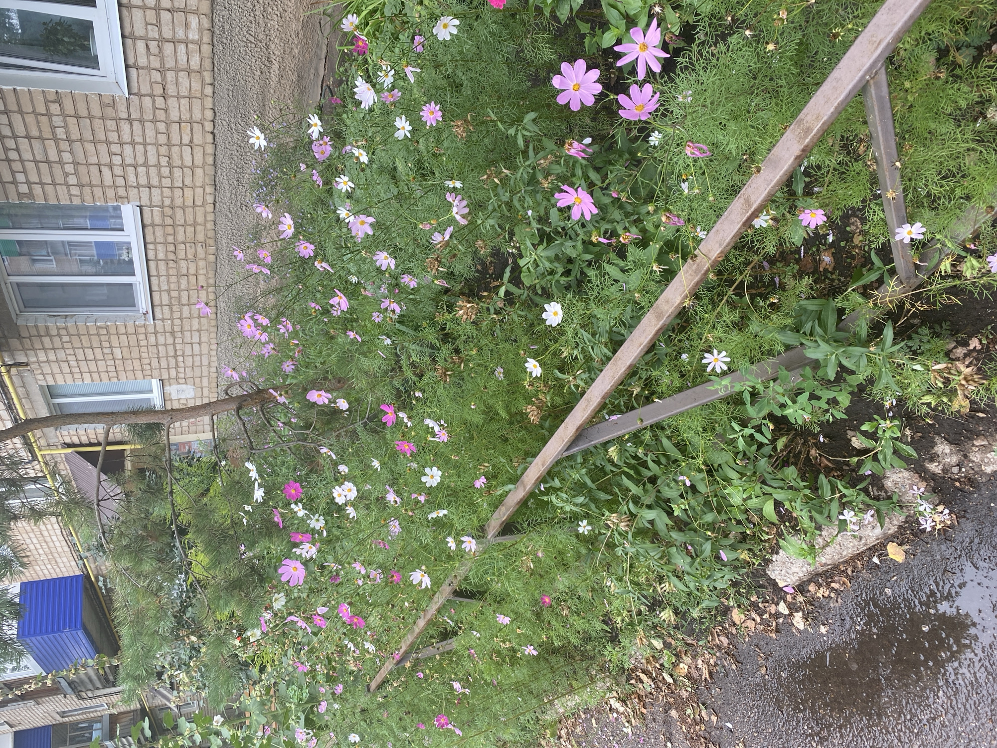 The image depicts a flowerbed situated alongside a building in the city of Ishimbay, Russia. The flowerbed is filled with numerous cosmos flowers in various shades of pink and white, interspersed with green foliage. A rusty metal railing runs horizontally across the foreground, bordering the flowerbed. To the left, a wet asphalt path with scattered dry leaves is visible. In the background, a multi-story brick building with windows and a blue balcony structure is present. The scene appears to be a public outdoor space.