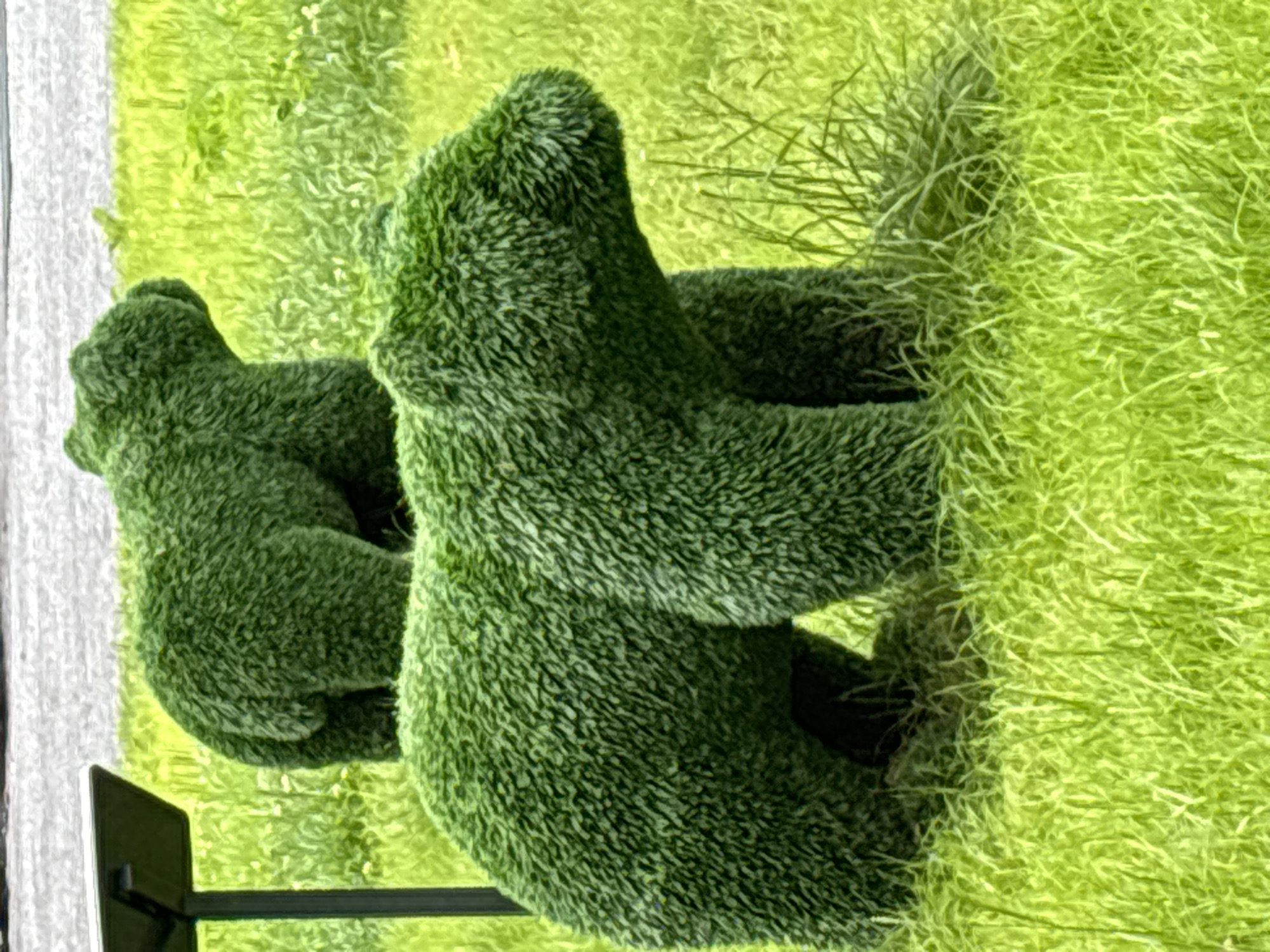 The image shows two topiary sculptures of bears in a grassy area. The larger bear is in the foreground, facing to the right. The smaller bear is behind and to the left of the larger bear, also facing to the right. The sculptures are made of green foliage and are positioned on a bright green lawn with some tall grass. In the background, there is a grey, textured surface, possibly asphalt or a similar paved area. To the left of the larger bear, a black pole supports a flat, dark rectangular object, likely a sign or plaque. The scene appears to be outdoors, possibly in a park or garden in Павловская Слобода, Russia.