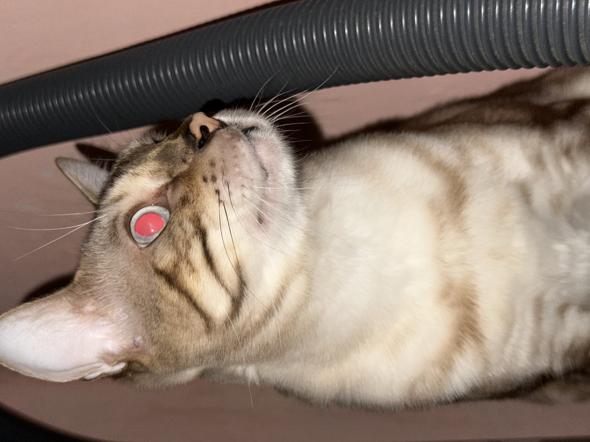 A close-up, eye-level, slightly tilted shot shows a domestic cat with its eyes reflecting red light. The cat has brown and tan fur with distinctive dark tabby markings on its head and body. Its ears are perked up, and its gaze is directed to the right, away from the camera. The cat appears to be sitting or crouched in a narrow, possibly enclosed space. To the right of the cat, a dark, corrugated tube runs vertically, suggesting it might be part of a vacuum cleaner or similar appliance. The background is a plain, muted pink or mauve color, further indicating an indoor setting. There are no people or other animals visible in the image. The red eye reflection is a common photographic artifact caused by the flash illuminating the tapetum lucidum, a reflective layer behind the retina in many animals' eyes. The image's context is a domestic environment, not a specific location in Energetik, Russia, as there are no identifiable landmarks or contextual clues to pinpoint the city or country.