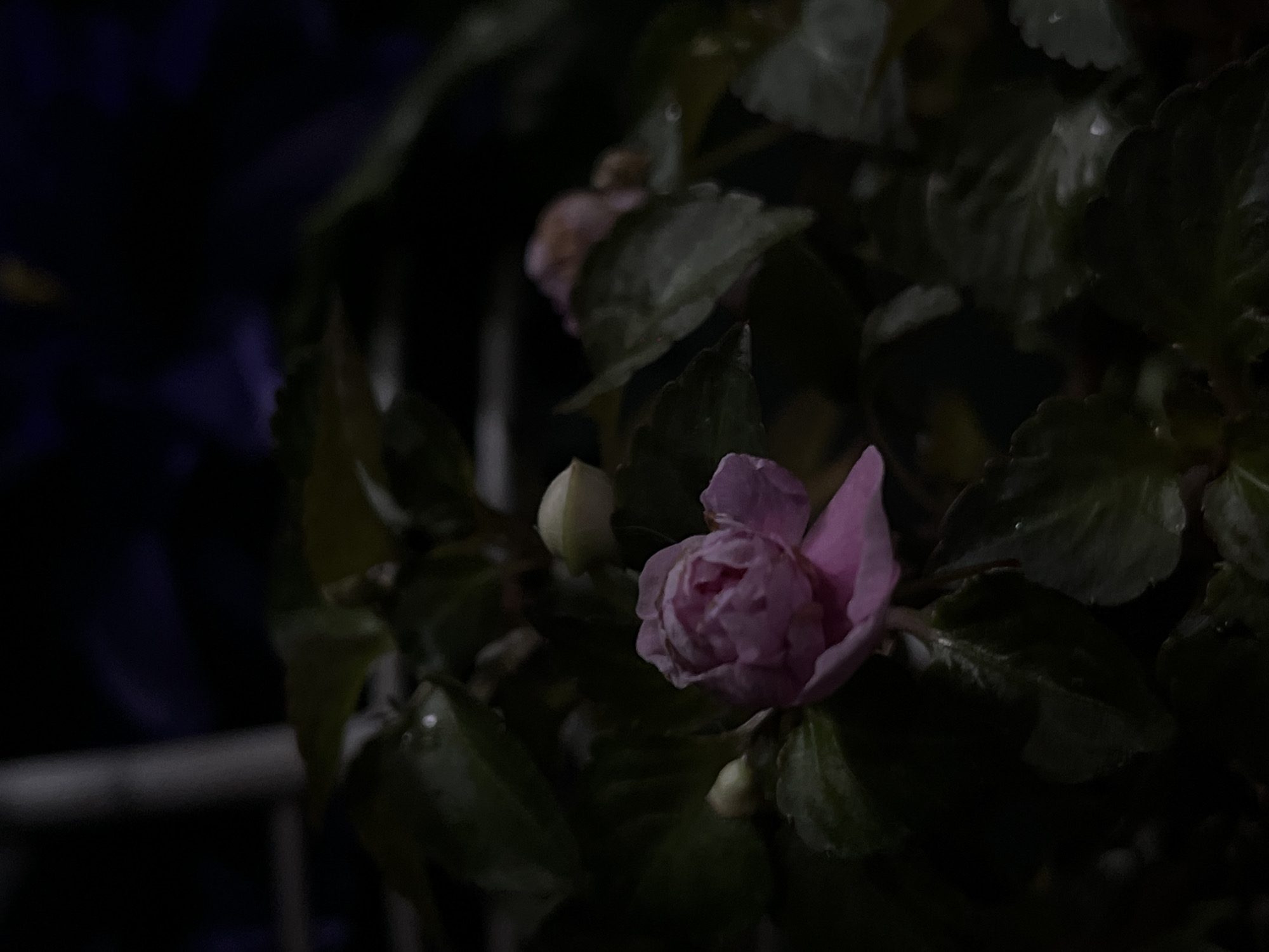 The image depicts a close-up view of a pink flower with green leaves. The flower is partially open, showing a rose-like shape. There are additional buds and leaves surrounding the flower. The background is dark and indistinct, suggesting a low-light environment. A structure, possibly a railing, is faintly visible in the lower-left corner. The location is specified as Novopokrovskaya, Russia, though this cannot be verified from the image alone.