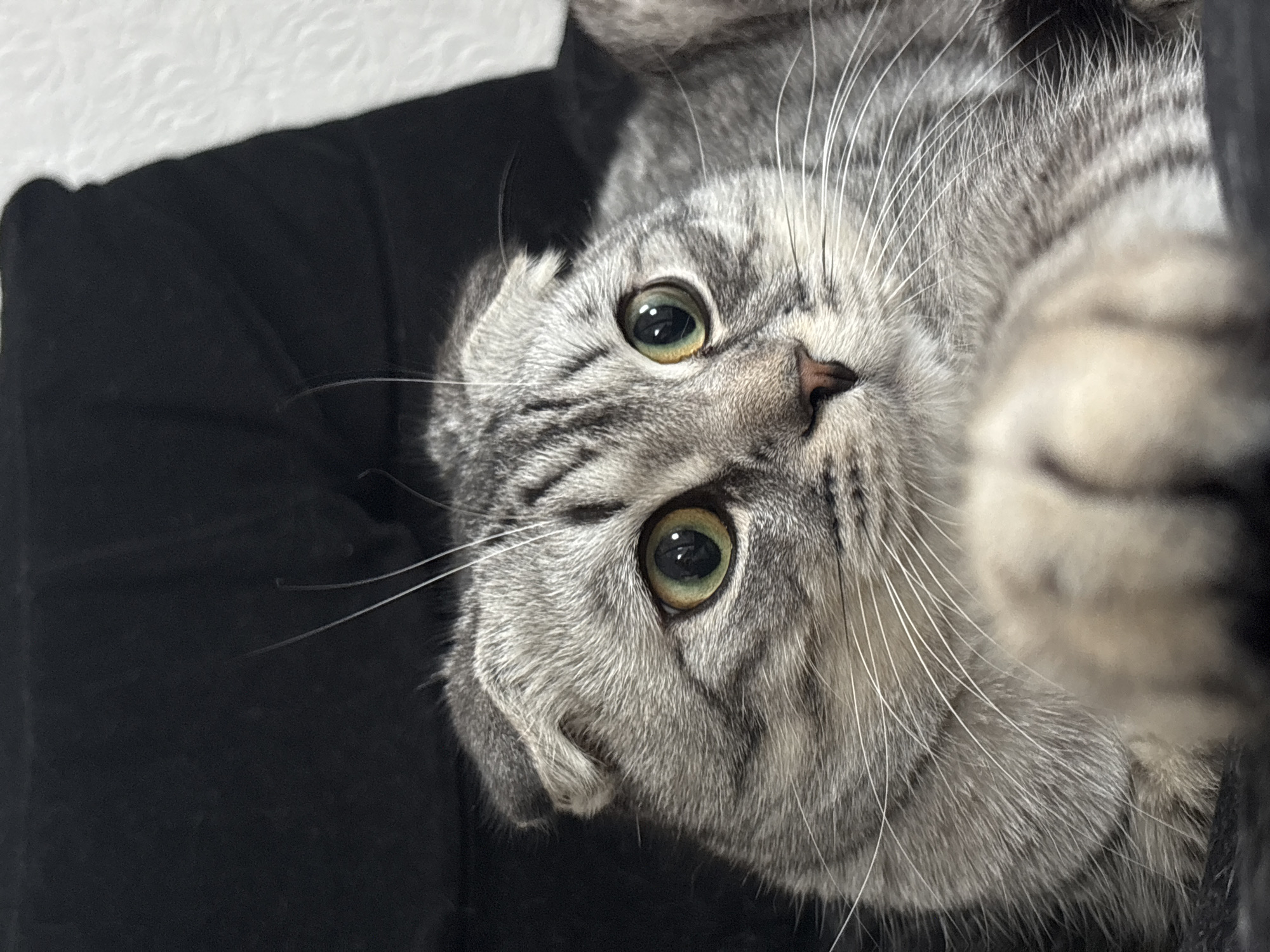 A close-up, slightly tilted image shows a gray tabby cat with wide, green eyes and a small, pink nose. The cat is lying on a black surface. Fine, white whiskers extend from its face. The background is a textured, white surface. There is no evidence to suggest this image was taken in Perm, Russia.