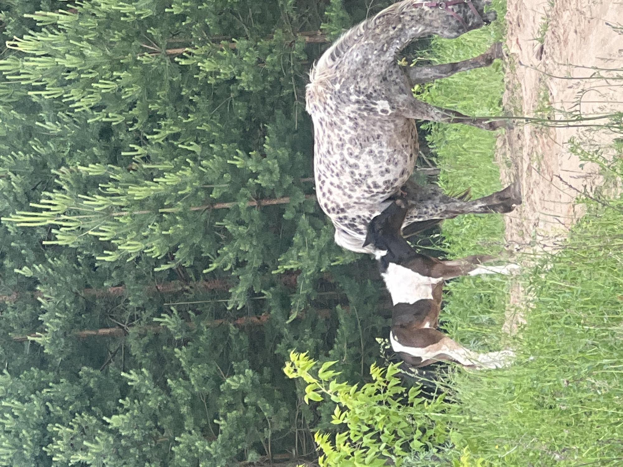 A dappled grey horse and a brown and white foal are standing in a grassy area with pine trees in the background. The foal is nursing from the mare. The scene is likely located in a rural or natural setting, possibly a field or pasture, as indicated by the presence of horses and abundant vegetation. The pine trees suggest a temperate climate. The terrain appears to be a mix of soil and grass.