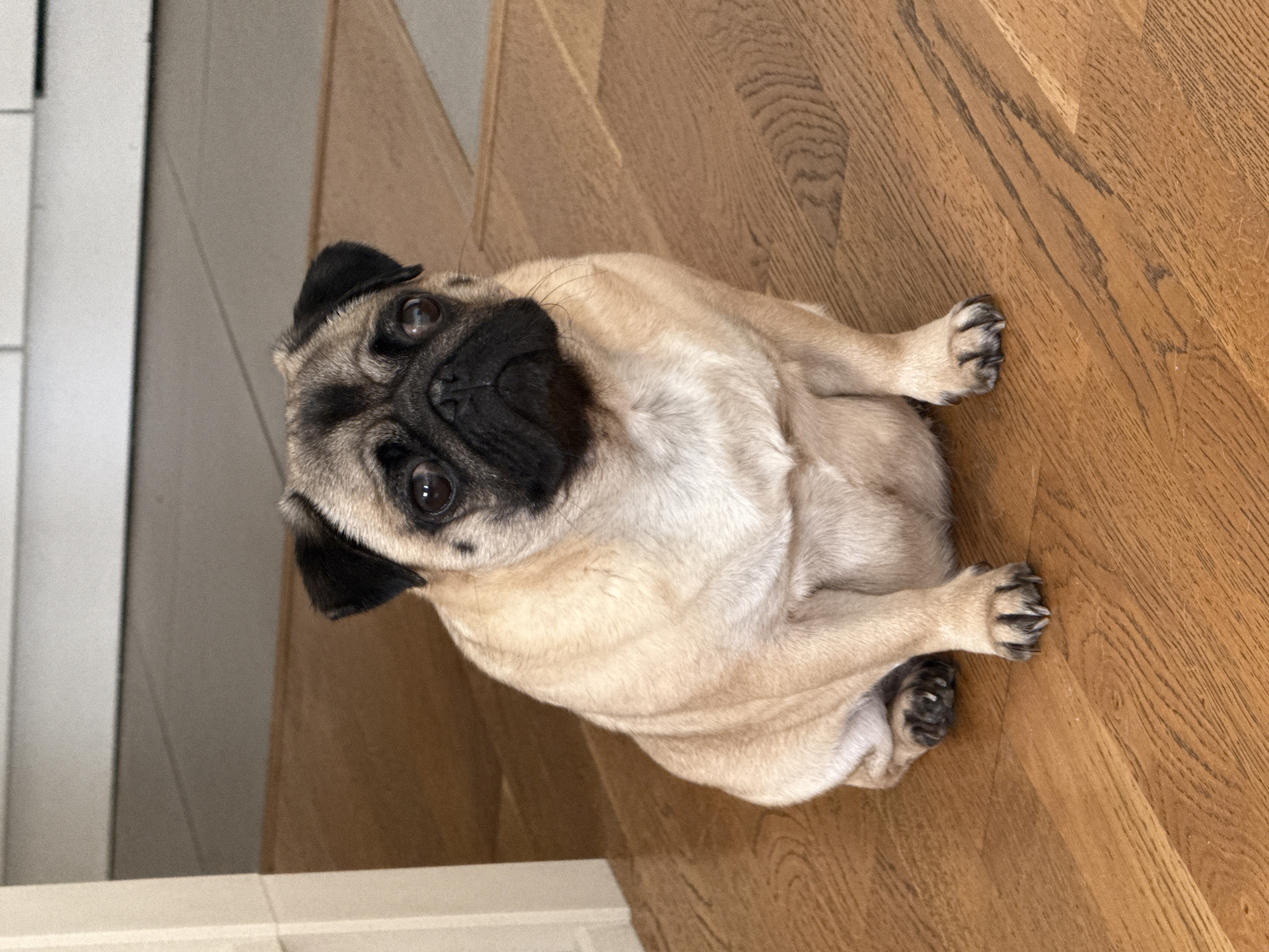 A pug sits on a polished wooden floor. The pug is fawn colored with a black muzzle and ears. It is looking directly at the camera with its mouth slightly open. The background consists of light-colored cabinets and a beige mat. The lighting is natural and appears to be coming from overhead. The image is focused on the pug, with the background slightly blurred.