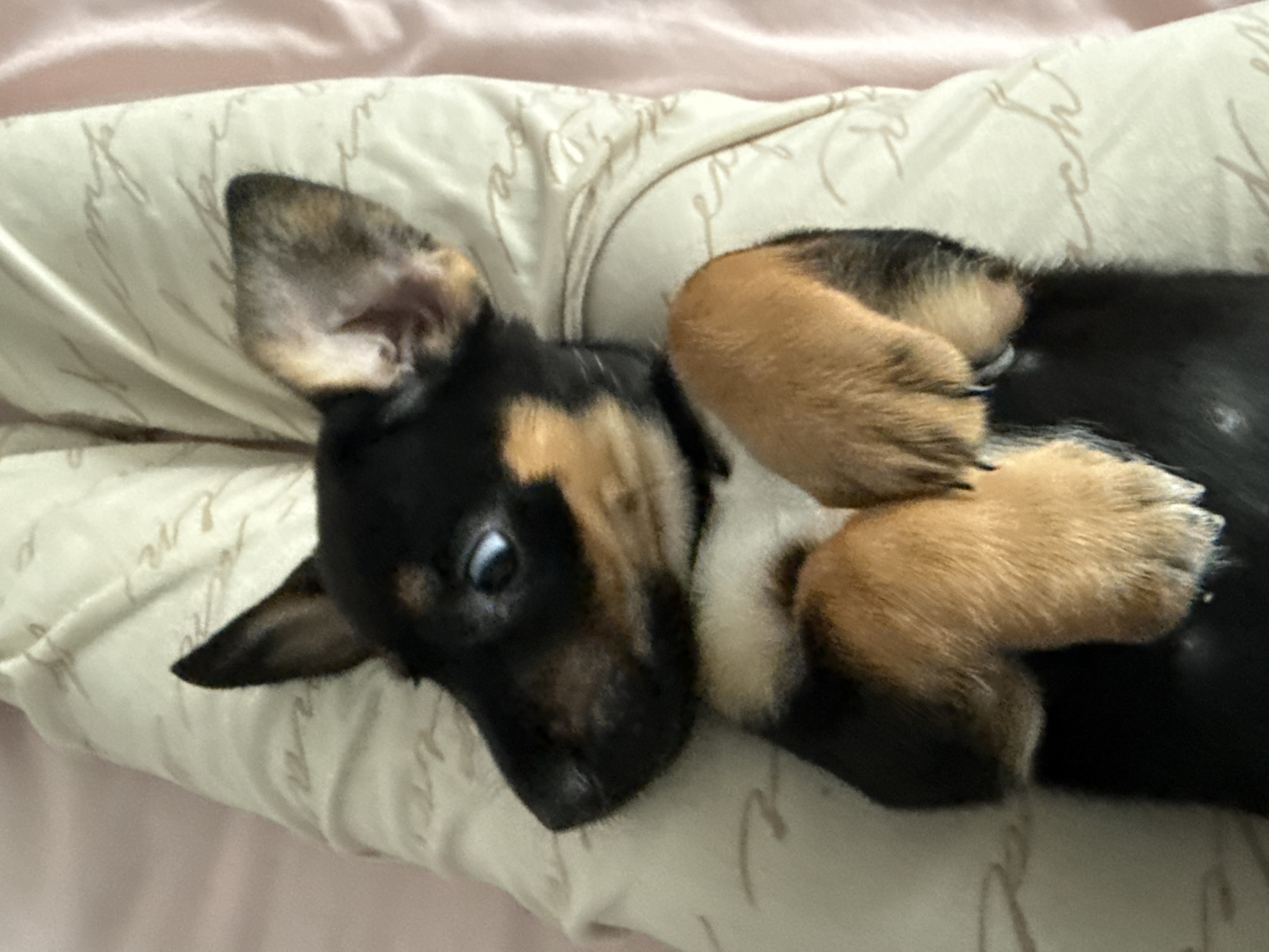 A small, tri-color dog is shown resting indoors on a light-colored pillow. The dog has a predominantly black coat with distinctive tan markings on its face, paws, and parts of its body, along with a small white patch on its chest. It is lying on its left side with its body curled, and its front paws are tucked close to its chest.
One of the dog's ears is partially upright, while the other is slightly folded. Its left eye is partly open, revealing a light-colored iris and pupil, giving it a sleepy or gently curious expression as it looks slightly upwards. The dog's nose is black.
The pillow beneath the dog is a soft, cream or off-white fabric featuring a subtle, repeating cursive pattern that is embossed or embroidered into the material. Behind the pillow, a soft pink or beige fabric, possibly a blanket or sheet, is visible. The lighting in the image is soft and diffused, suggesting an indoor setting, possibly during the day or with gentle artificial light. The overall mood is peaceful and calm.
While the context provided states the location as Birobidzhan, Russia, there are no specific visual cues within the image to confirm this geographical detail. No specific words or characters are legible from the cursive pattern on the pillow.