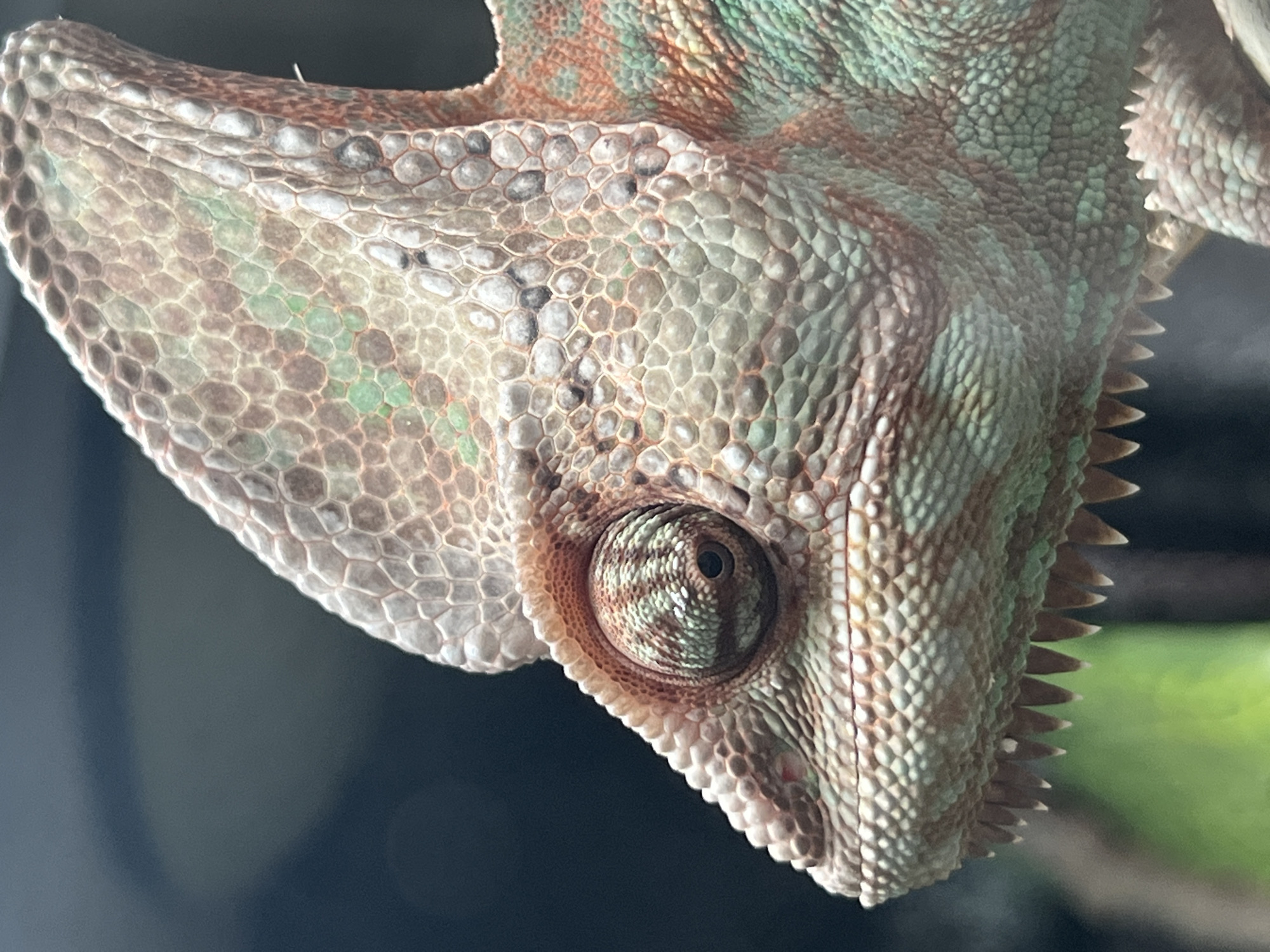 A close-up image focuses on the head of a chameleon. The chameleon's skin features a textured pattern of small, polygonal scales in shades of green, brown, and gray. Its eye is prominent, with a spiral pattern in the iris. The chameleon is facing downward, and the background is dark and blurry. There is no indication of Moscow, Russia, or any urban environment. The image appears to be a studio shot or a close-up taken in a controlled environment, likely a terrarium or vivarium.