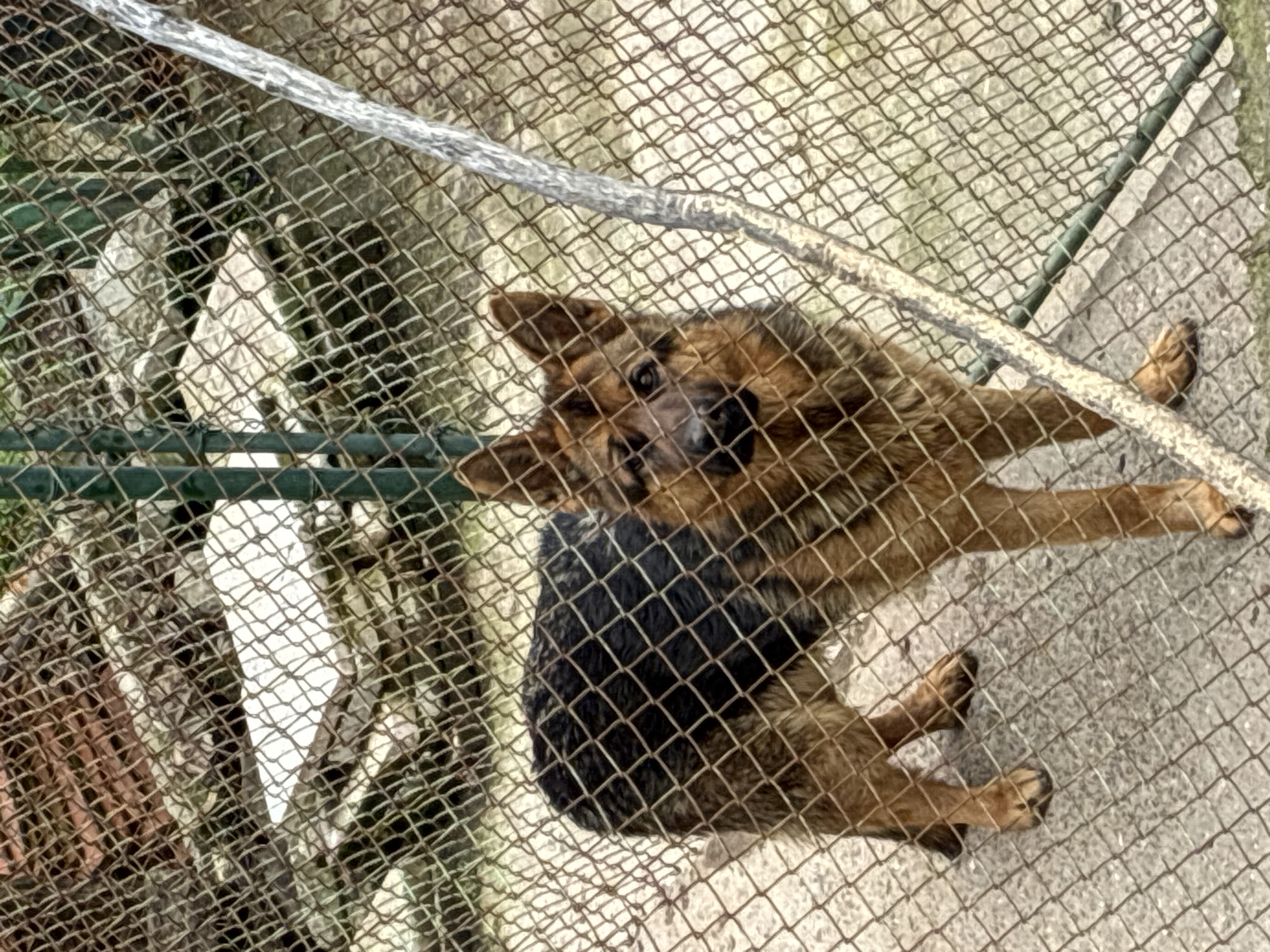 A medium-sized German Shepherd dog is lying down behind a chain link fence. The dog is tan and black, and its head is oriented toward the viewer. The background behind the fence is out of focus and shows a gray, concrete surface and green vegetation. The location is identified as Bokilovtsi, Bulgaria.