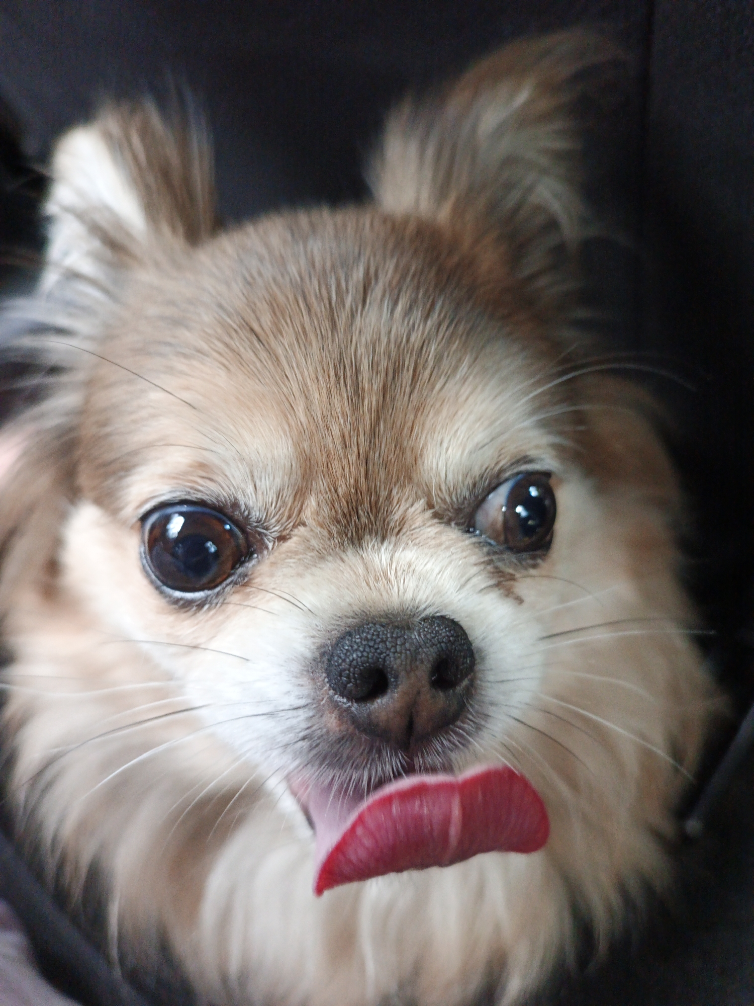 A close-up, eye-level shot captures a long-haired chihuahua's face, with its tongue partially extended in a pink, moist curve. The dog's large, dark eyes are prominent and reflective, set against a backdrop of light brown and tan fur. Its nose is a textured black, and fine white whiskers extend outwards. The image is tightly framed on the dog's head, with the background appearing as a dark, blurred mass, likely indicating a confined space or a close-up perspective. The photograph is taken indoors, with the lighting highlighting the textures of the dog's fur and features. The location in Sarafanovo, Russia, is not visually represented in the image itself.