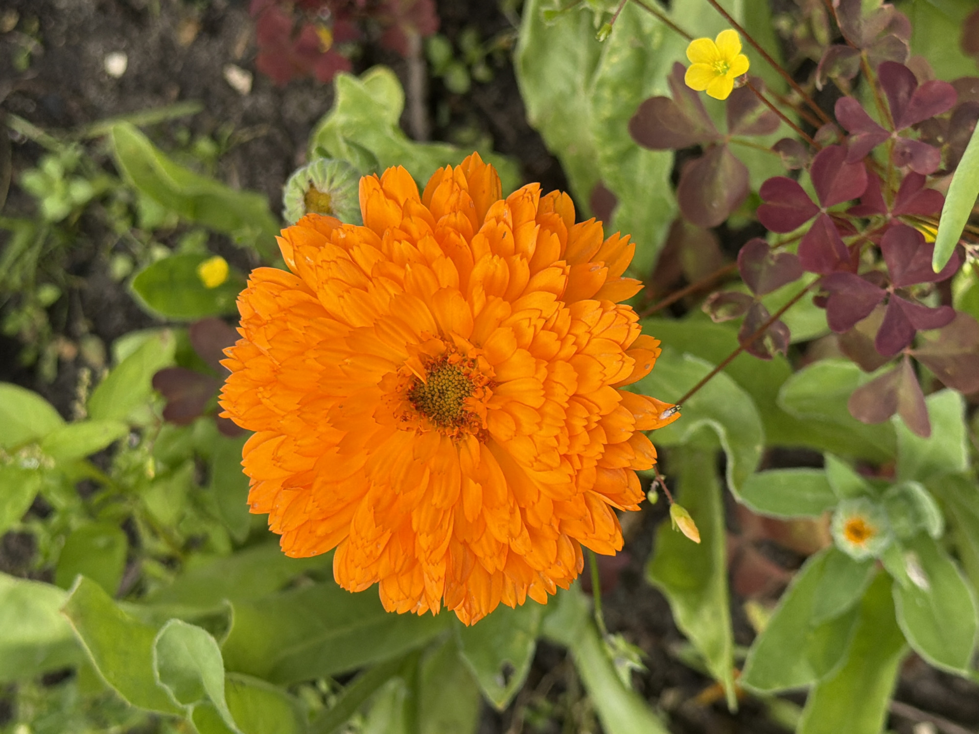 A close-up, high-angle shot focuses on a bright orange calendula flower in a garden setting. The flower is in full bloom, with numerous layered petals radiating from a central brown and yellow disc. Surrounding the calendula are various green leaves of different shapes and sizes, as well as some deep reddish-purple clover-like leaves. A small yellow woodsorrel flower is visible in the lower right portion of the frame. The background is a mix of dark soil and blurred green foliage, suggesting a natural outdoor environment. There is no indication of the city of Pokrov, Russia in the image.